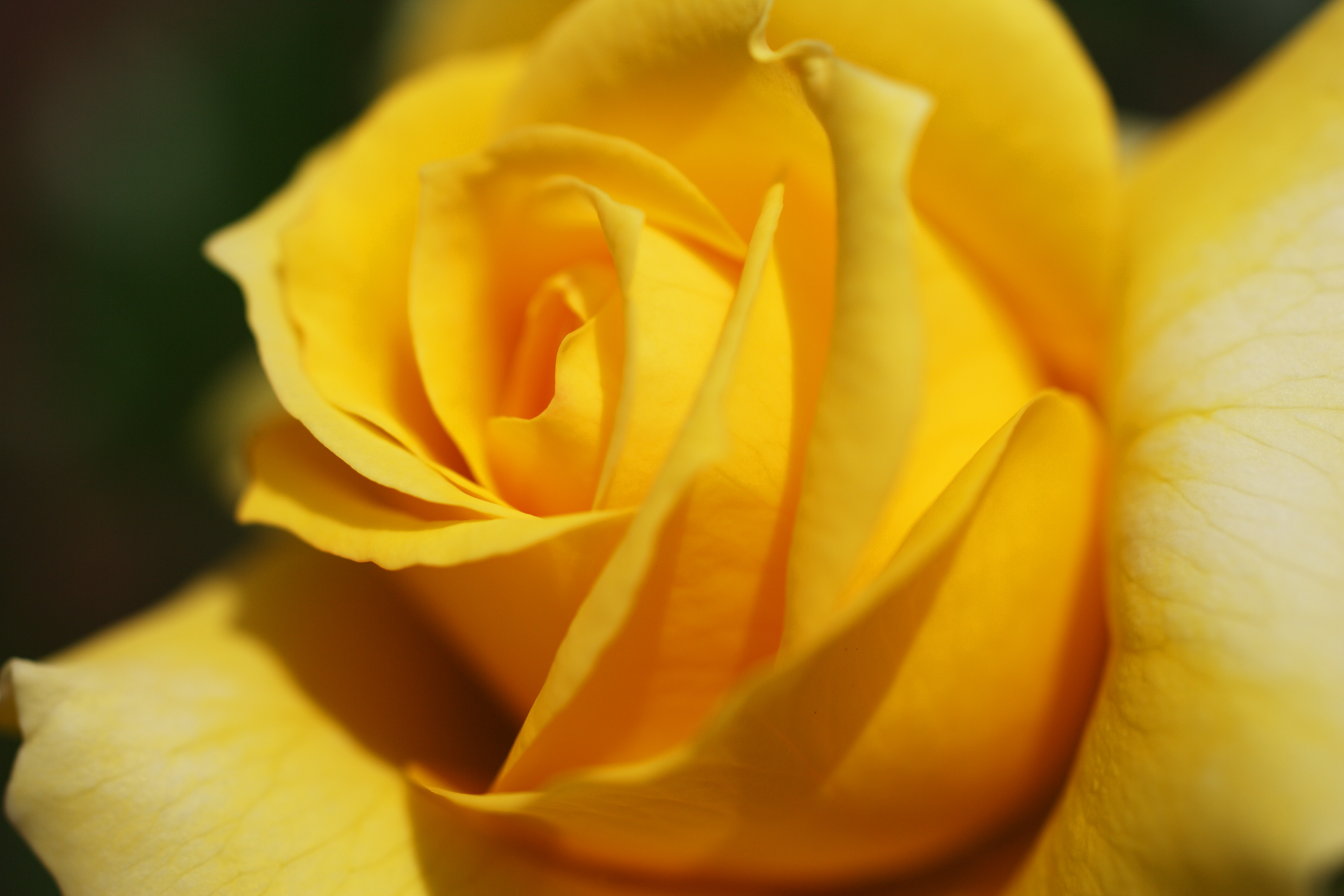 Yellow Rose Wallpapers High Quality | Download Free