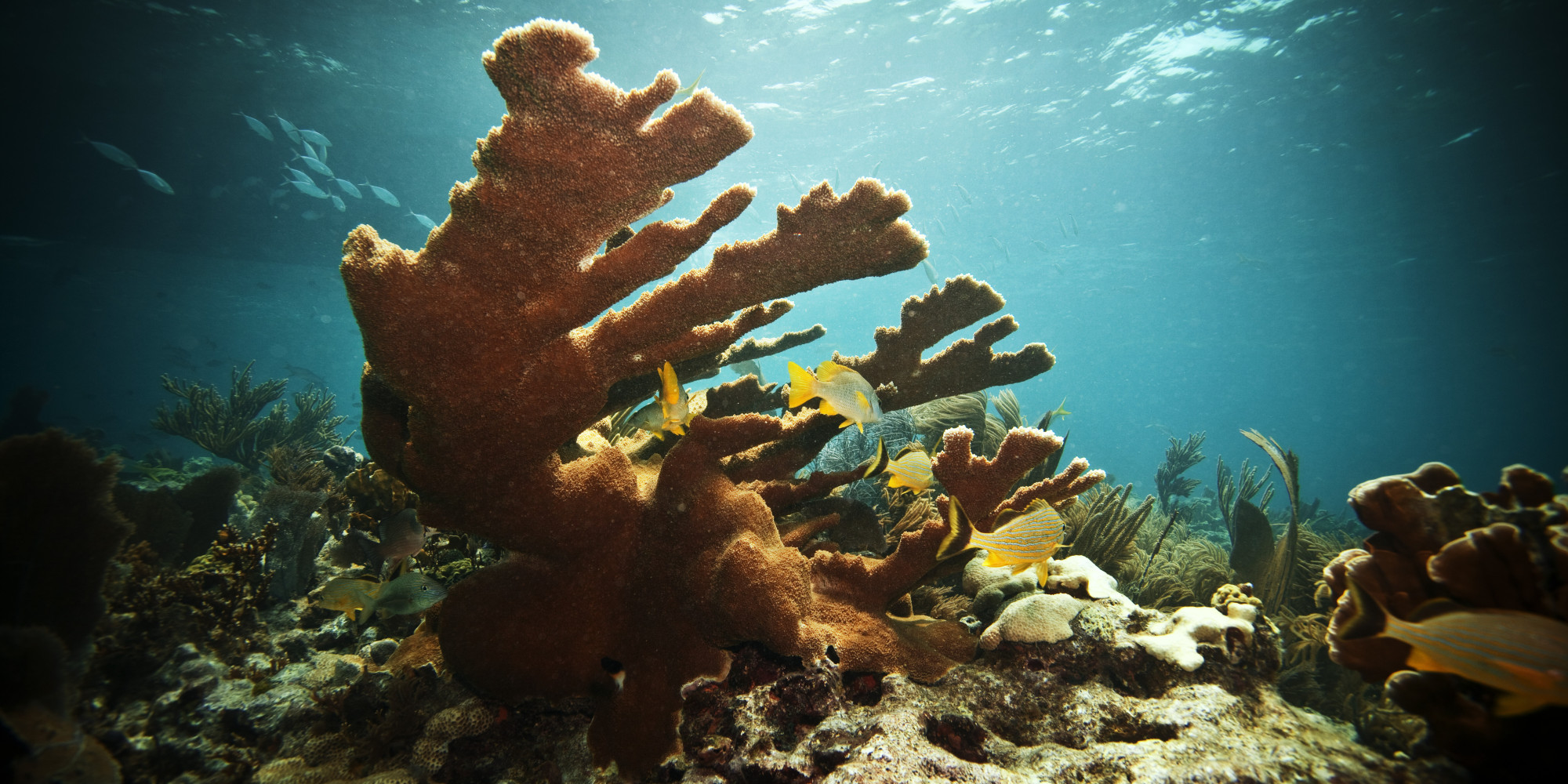 Florida Coral Reefs 4K.