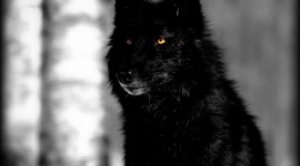 Black Wolf Wallpapers High Quality | Download Free