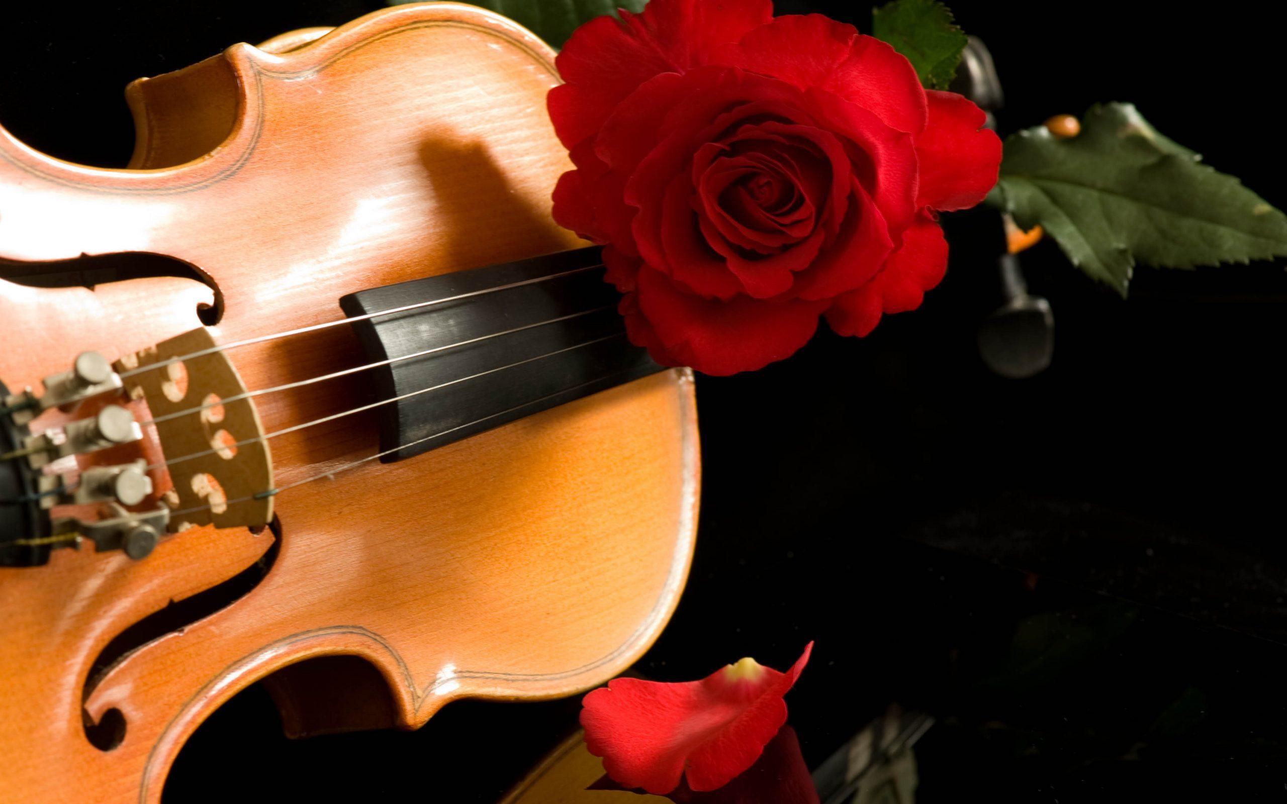 Violin Wallpapers High Quality | Download Free