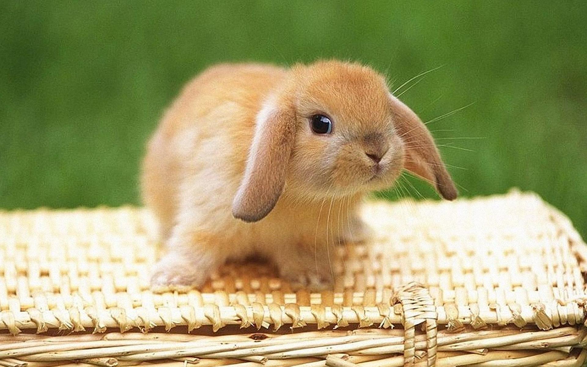 Маленький заставка на телефон. Карликовый вислоухий кролик. Вислоухий кролик декоративный. Красивый кролик. Маленькие кролики.