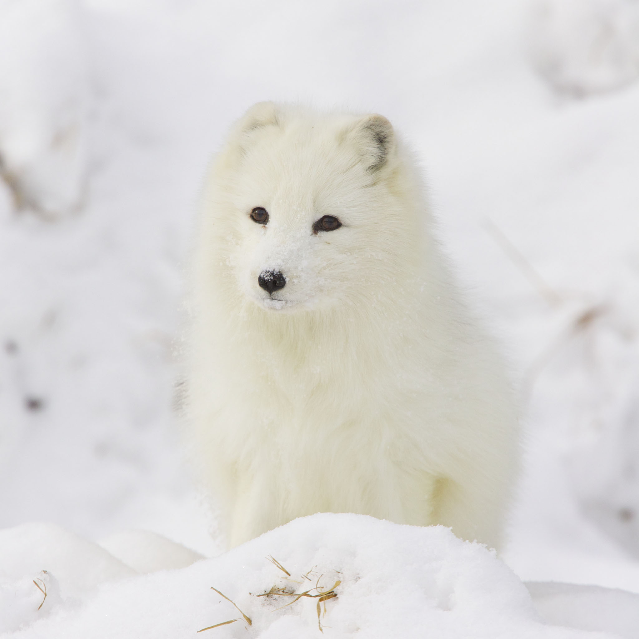 Arctic Fox Wallpapers High Quality | Download Free