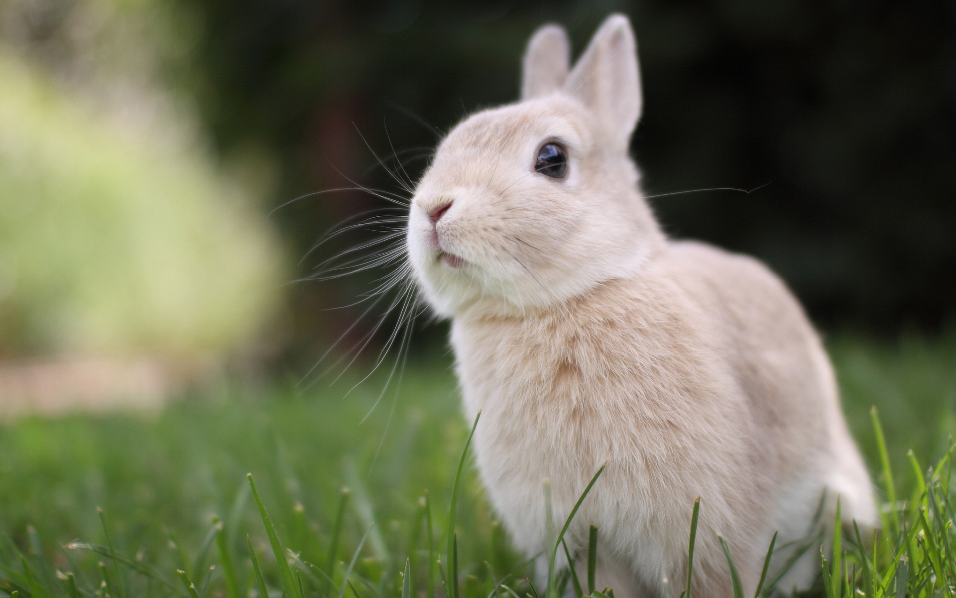 Bunny Wallpapers High Quality | Download Free