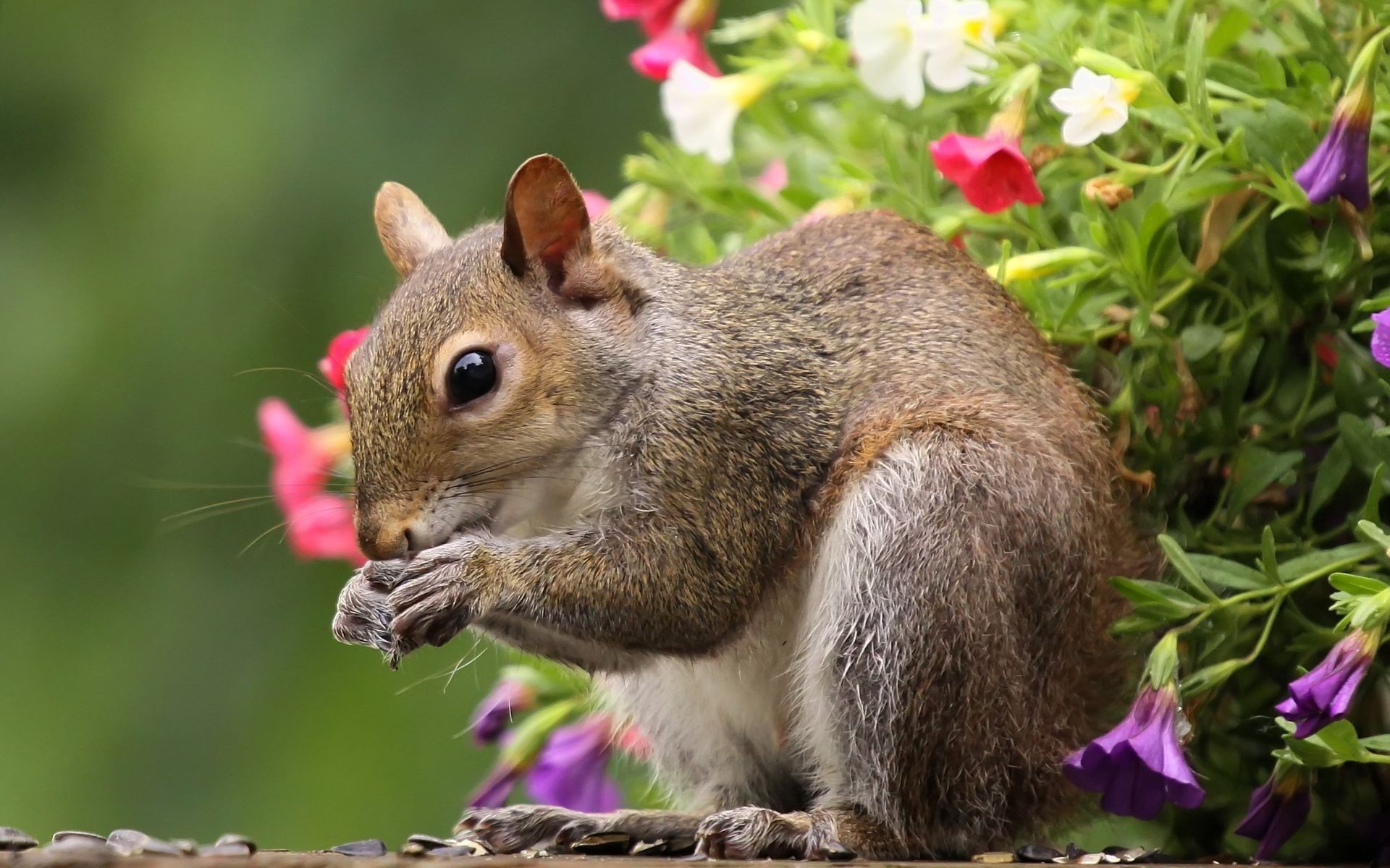 Squirrel Wallpapers High Quality | Download Free