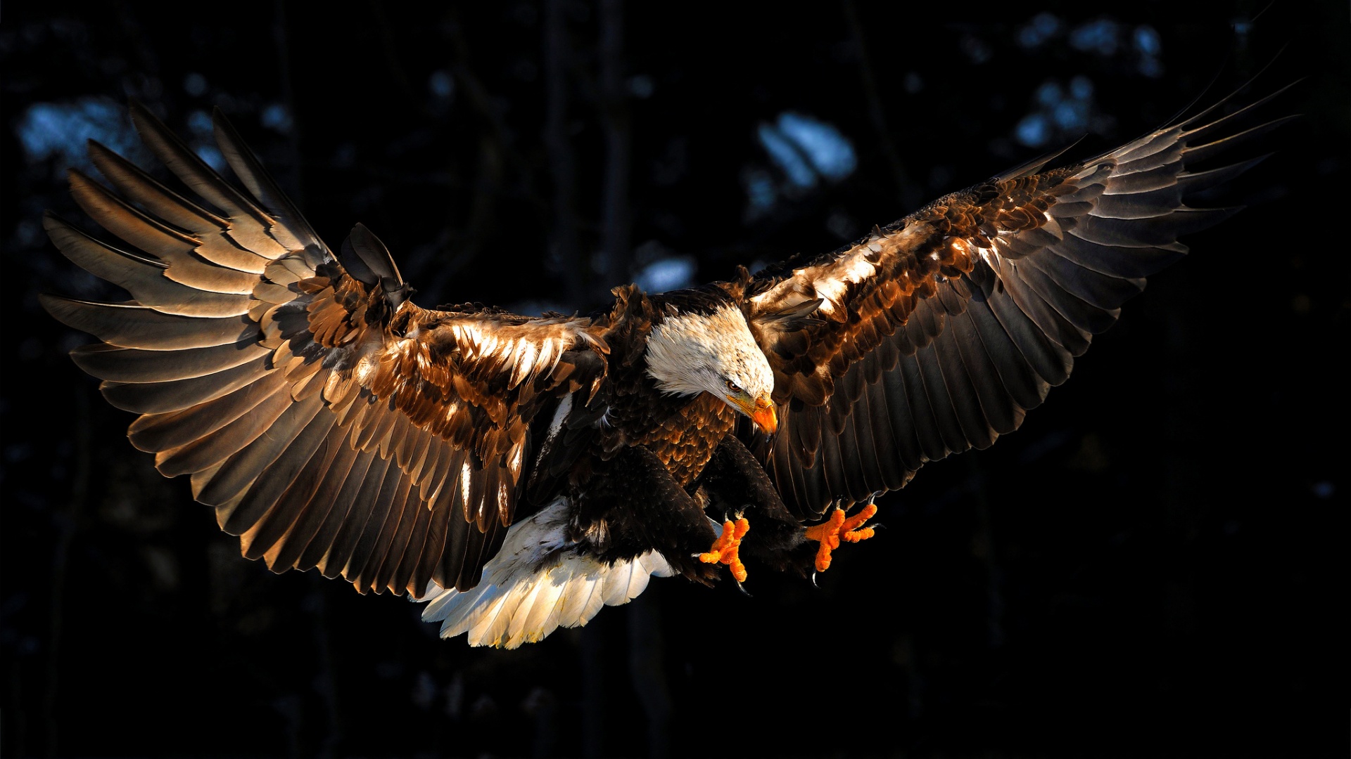 Eagle Wallpapers High Quality | Download Free