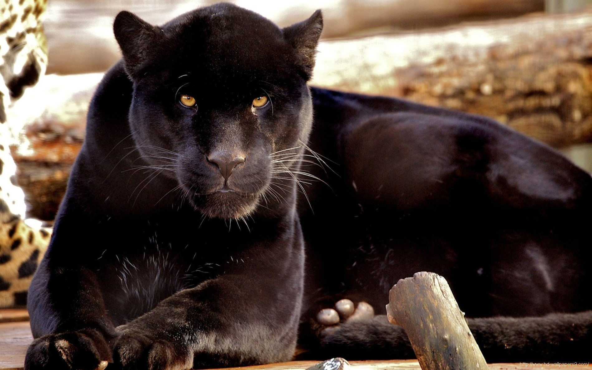 Black Panther Images Animal Pic