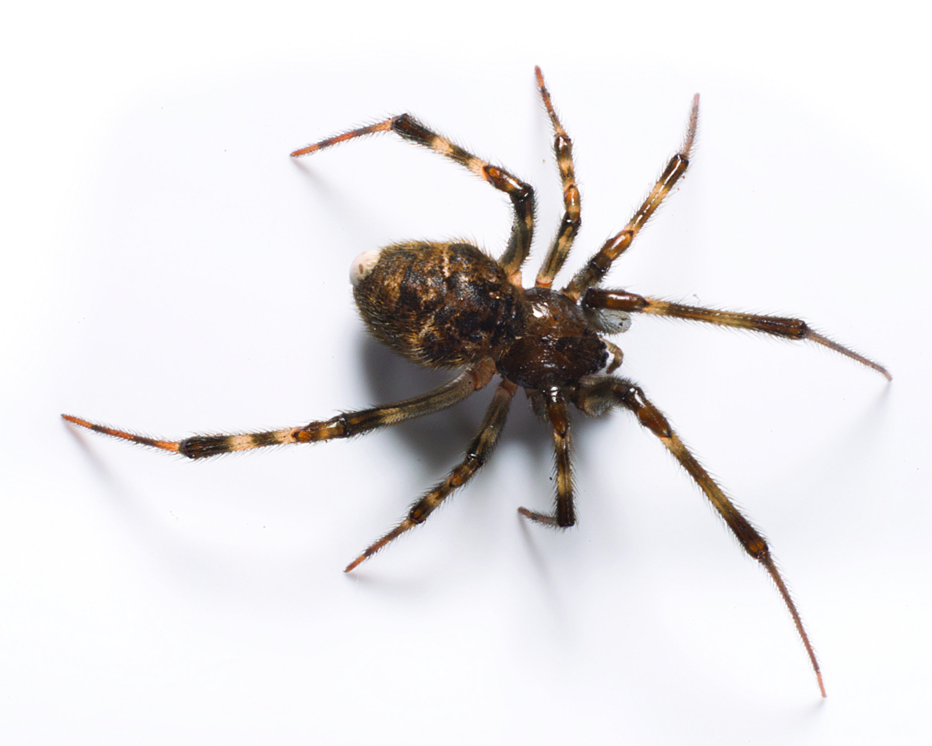 Большой домашний паук. Parasteatoda tepidariorum. Домашние пауки. Паук коричневый домашний. Пауки обычные домашние.