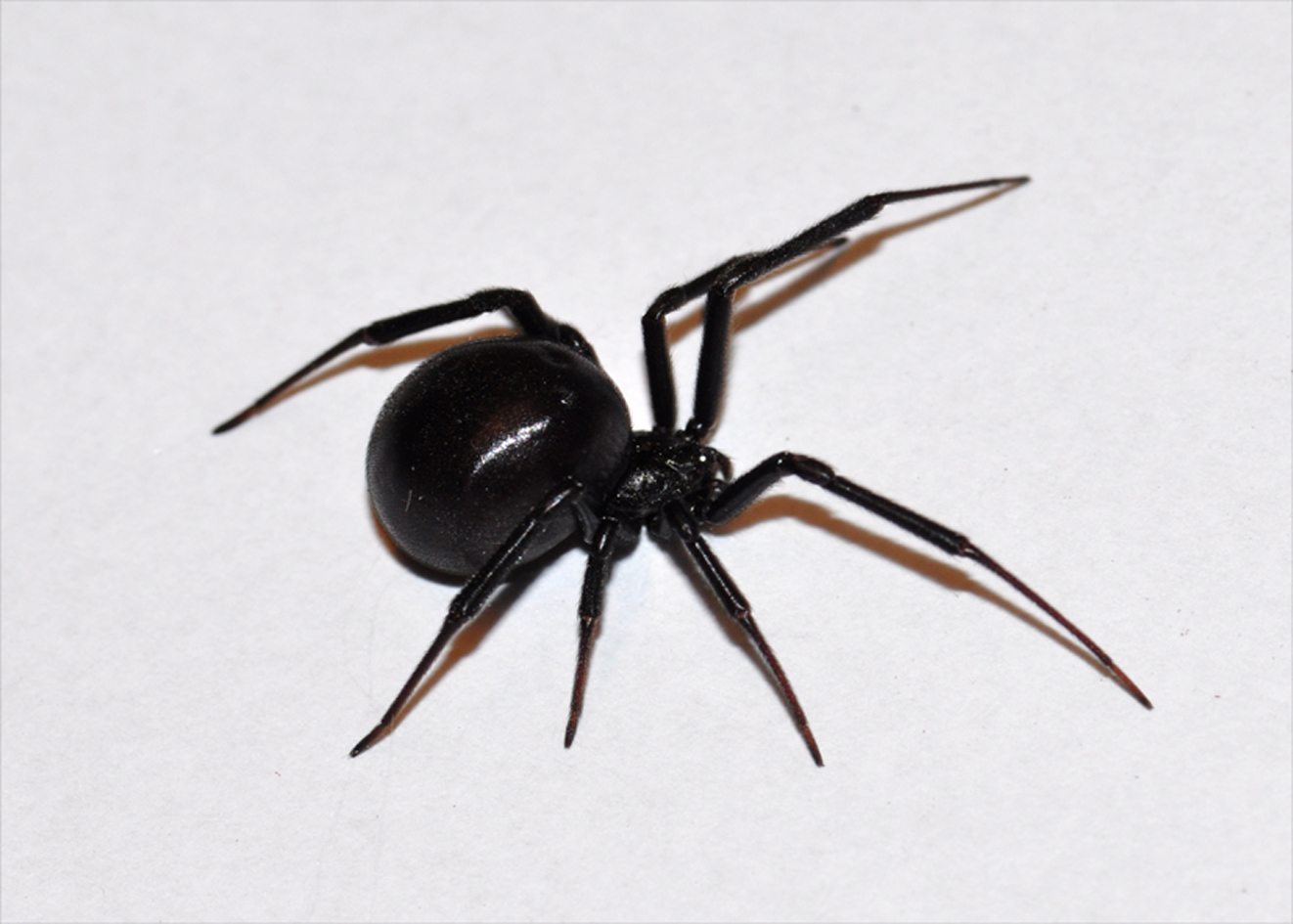 Приснились большие черные пауки