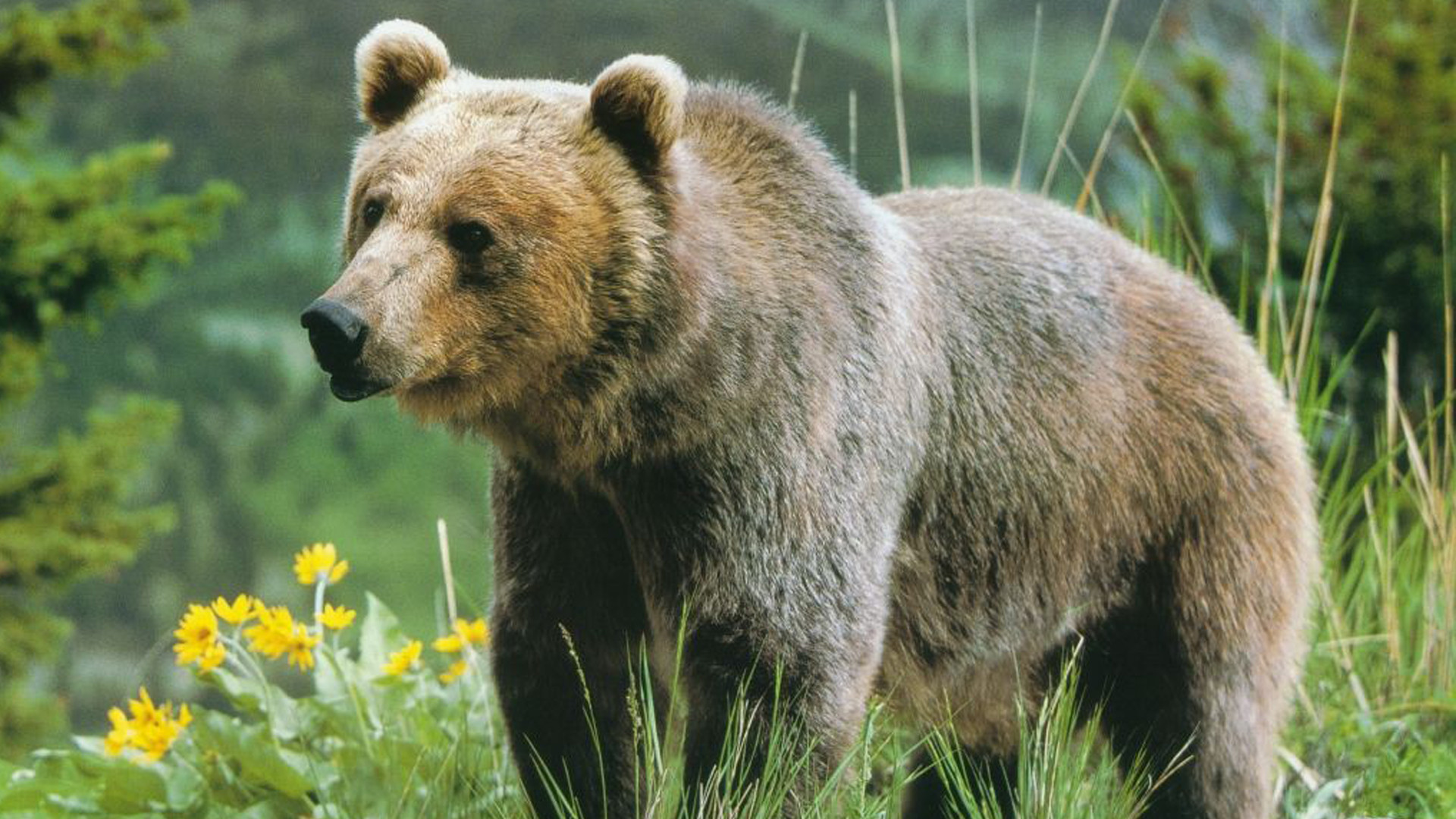 Звери про медведь. Бурый медведь (Ursus arctos). Медведь Гризли. Тянь-шаньский бурый медведь. Бурый медведь Южного Урала.
