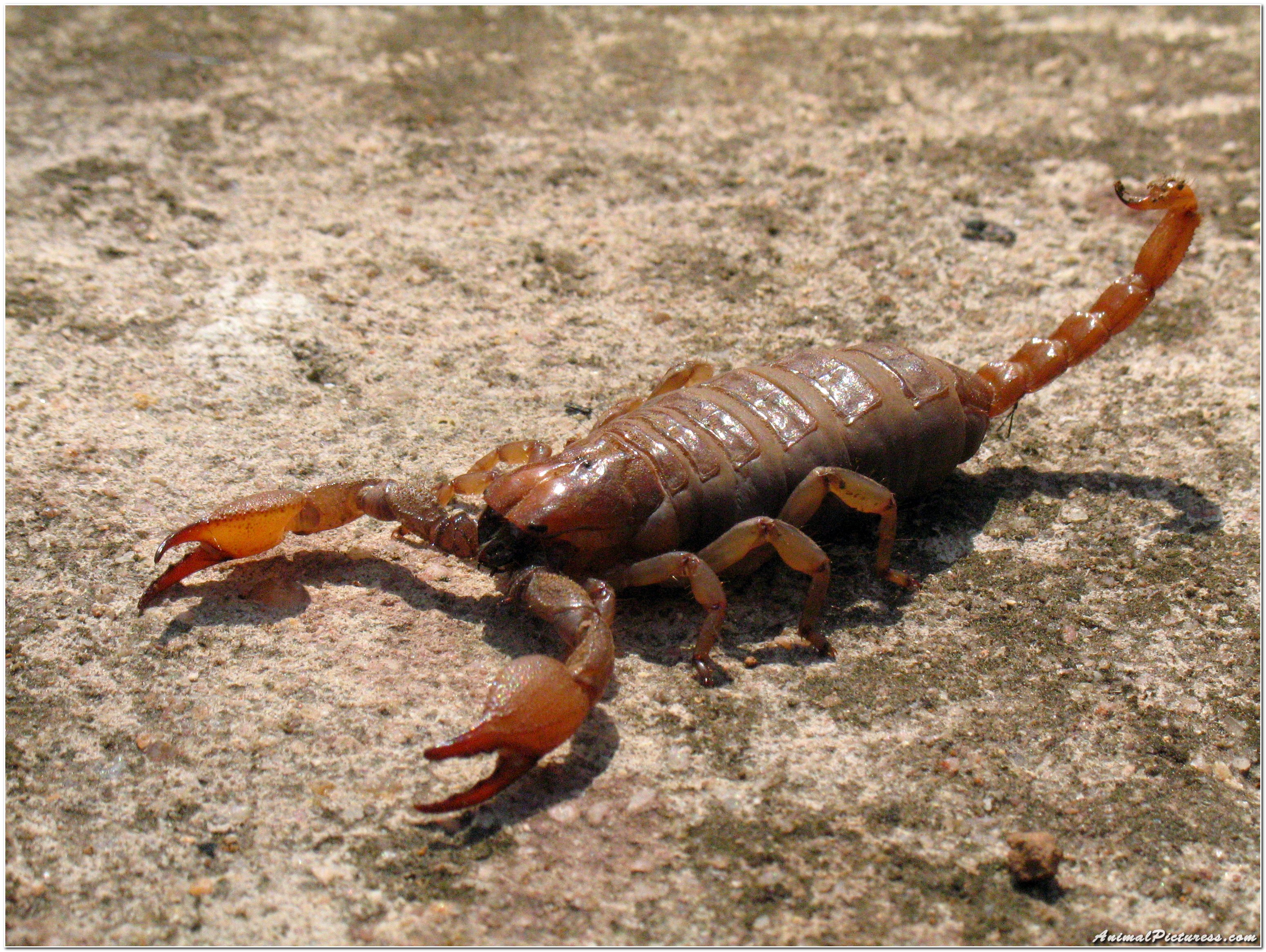 Animals scorpions. Скорпион Microtityus Minimus. Южноафриканский длиннохвостый Скорпион. Палестинский Скорпион генурис. Средиземноморский Скорпион.