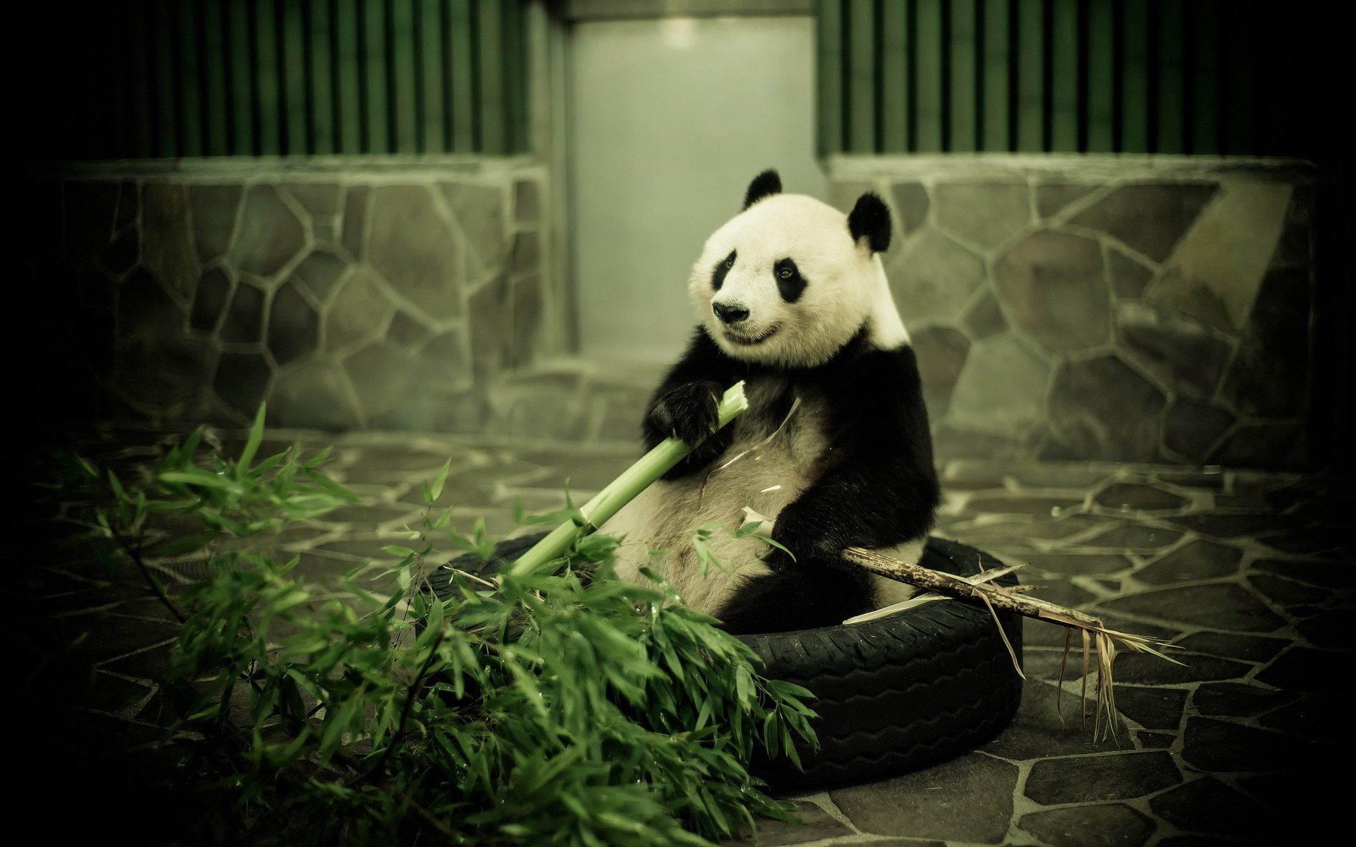 Panda Wallpapers Wallpapers High Quality | Download Free