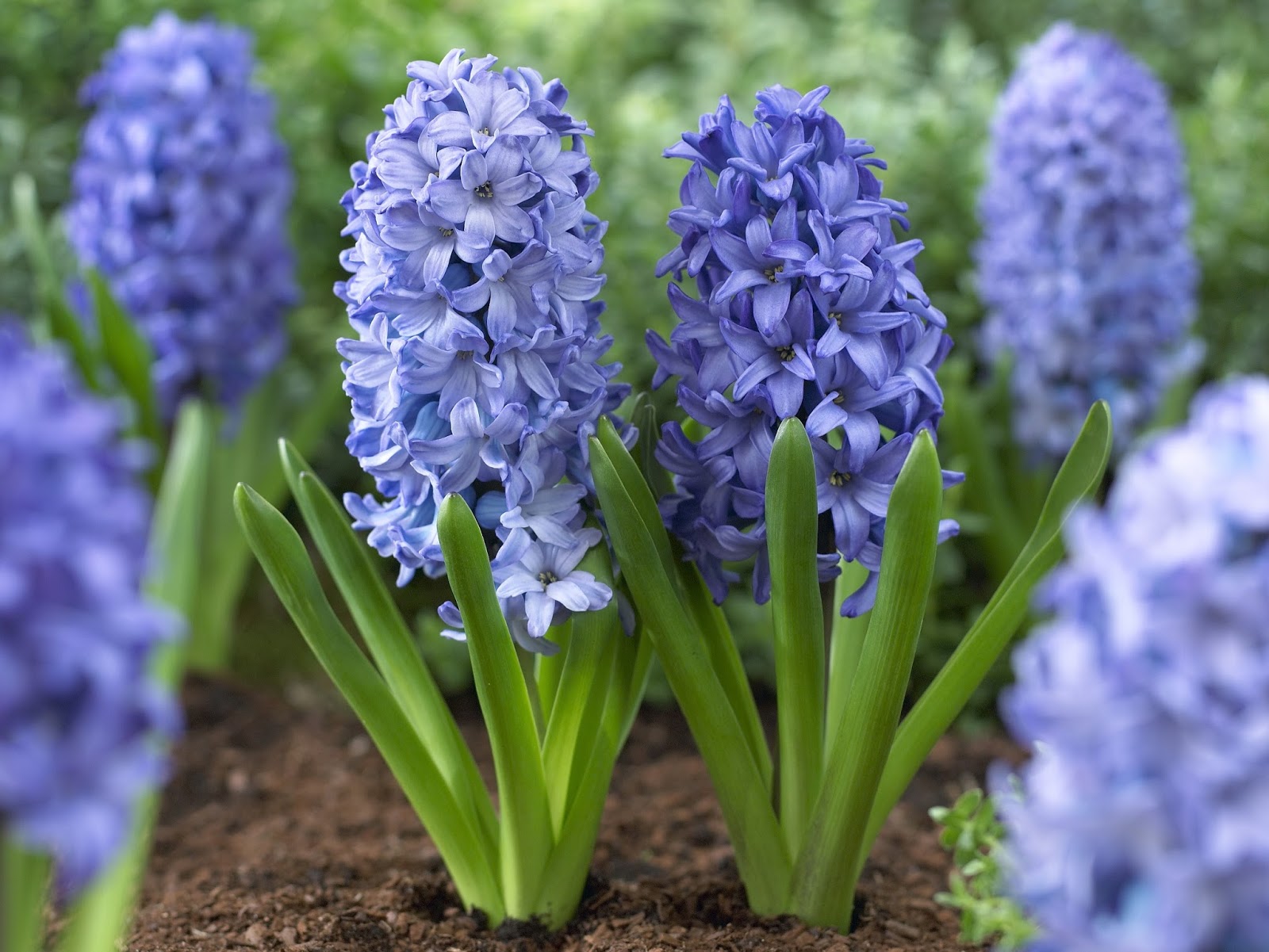 Hyacinth Wallpapers Wallpapers High Quality | Download Free