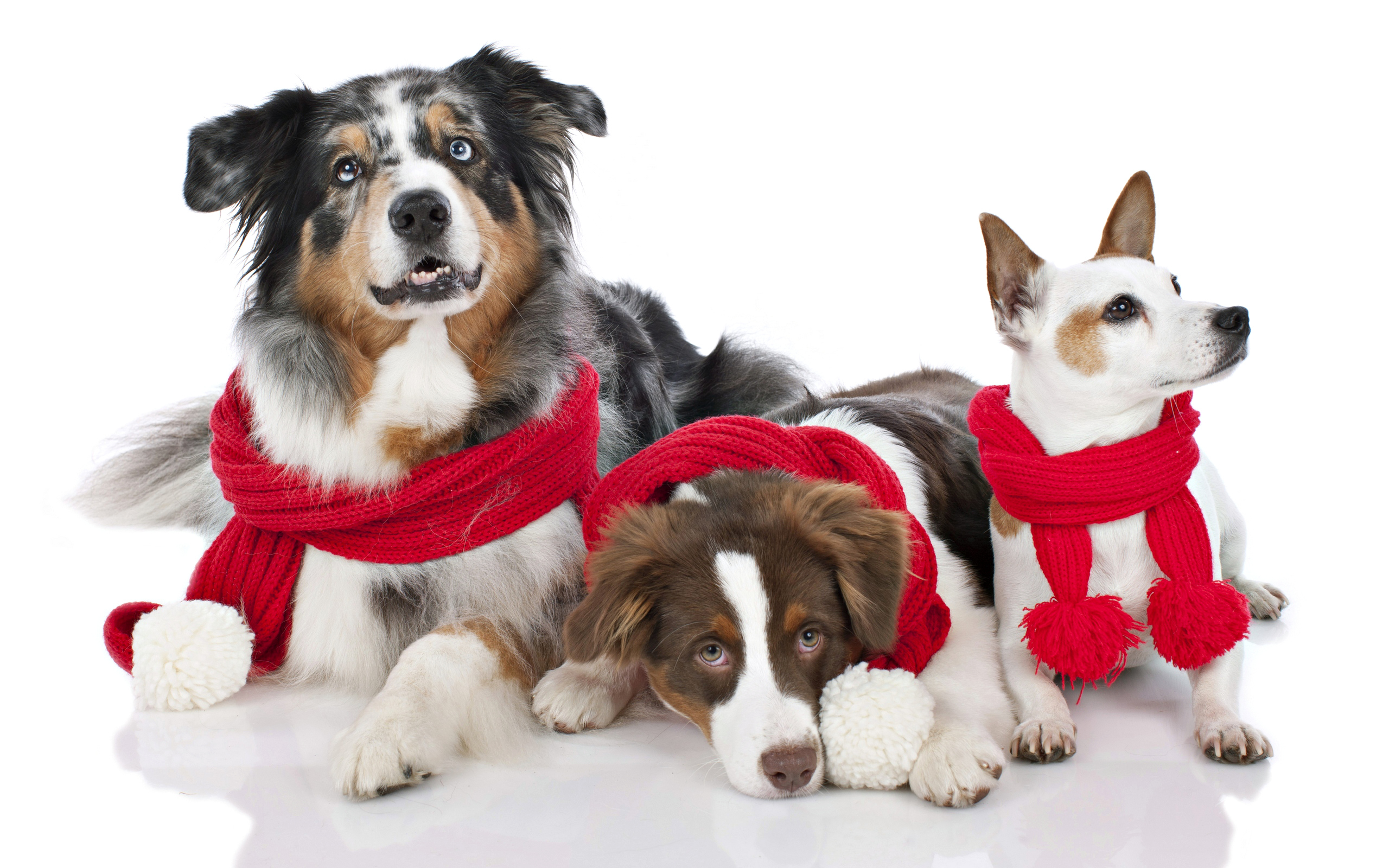 Christmas Images With Dogs 2023 Latest Ultimate The Best List of ...