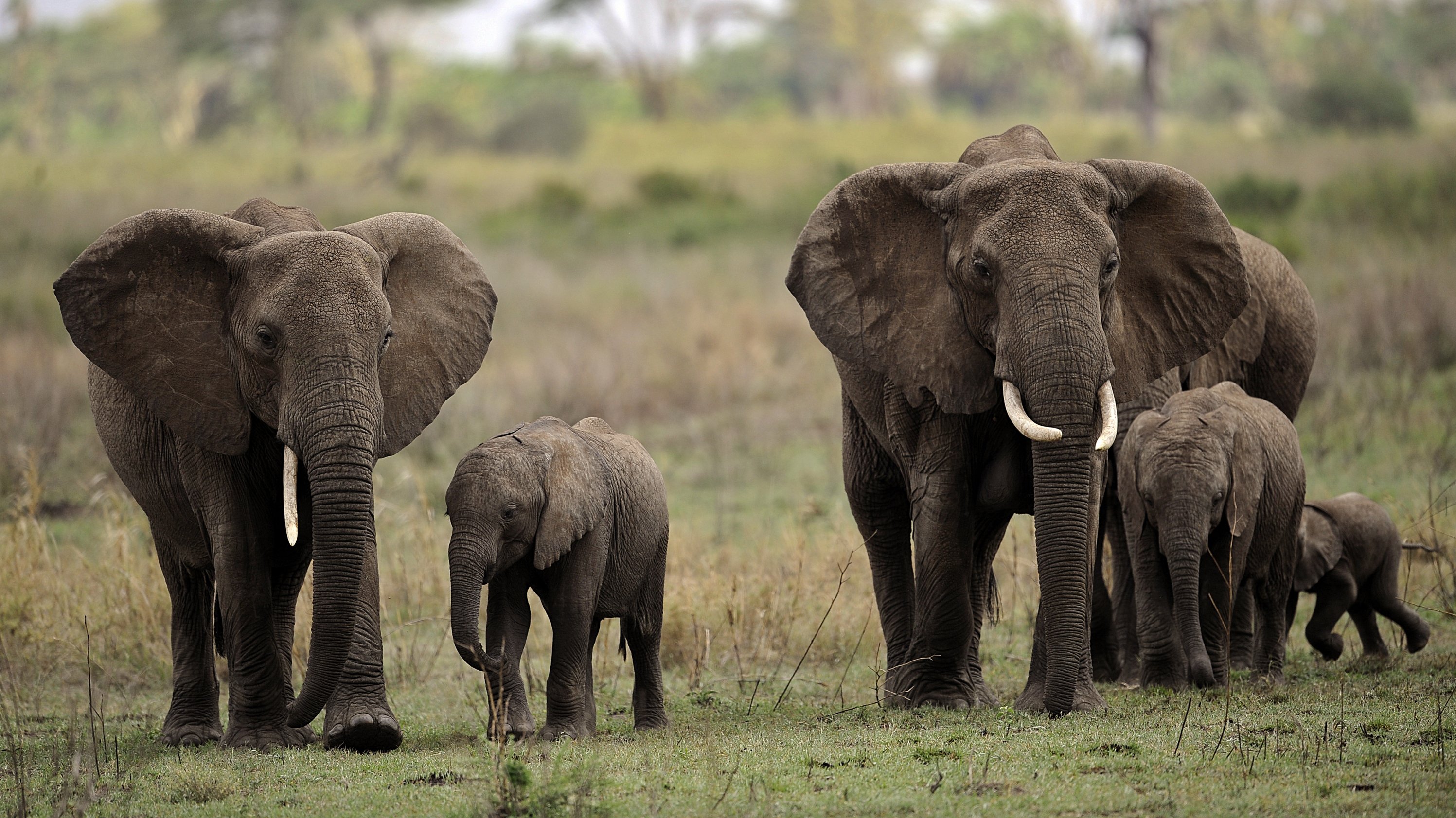 Сколько диких слонов. Слоны животные полезные. Африканский слон фото. Африка королевство слонов. Слоны в Танзании.