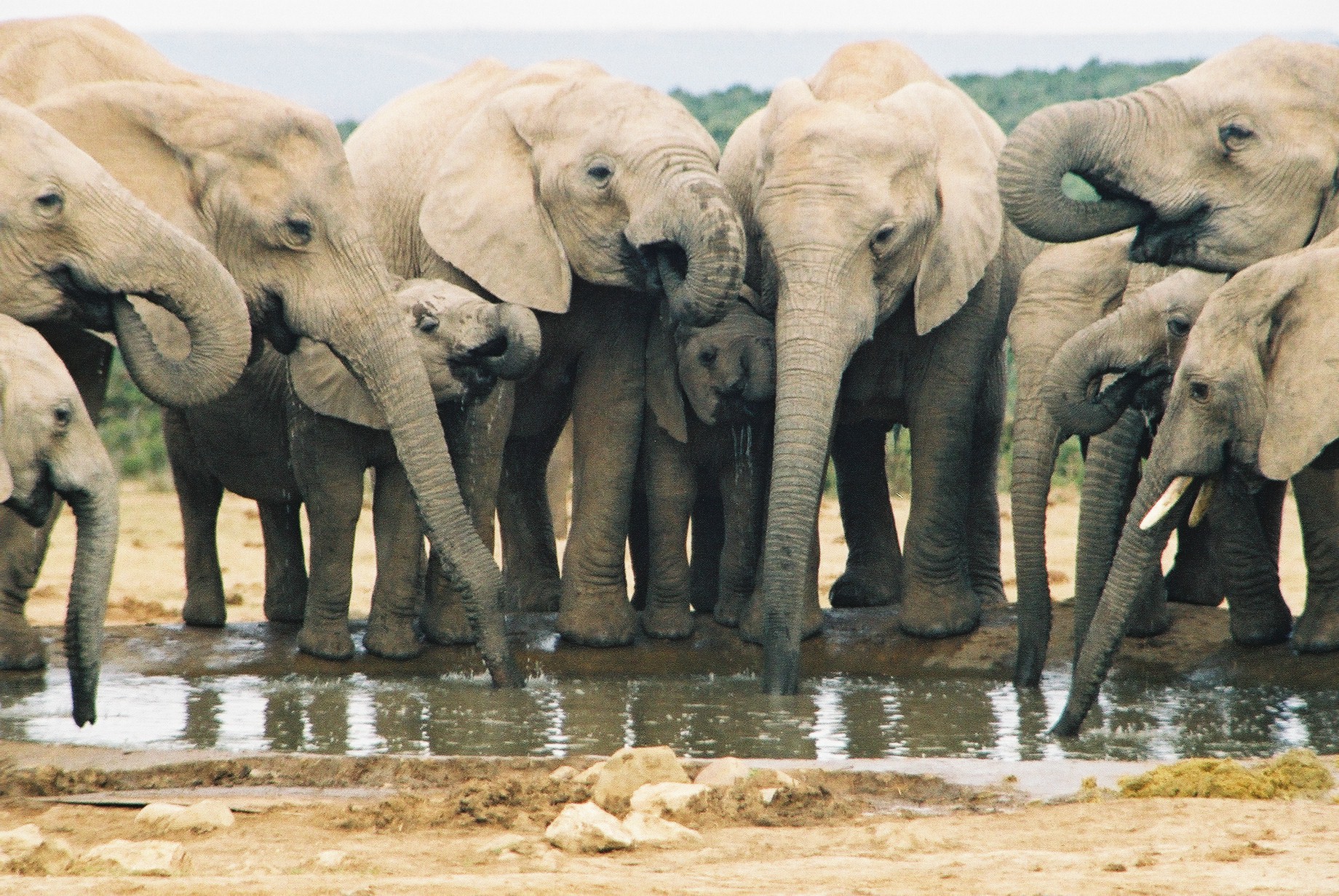 Слон группа организмов. Слоны на водопое. Популяция слонов. Стадо слонов. Животные на водопое.