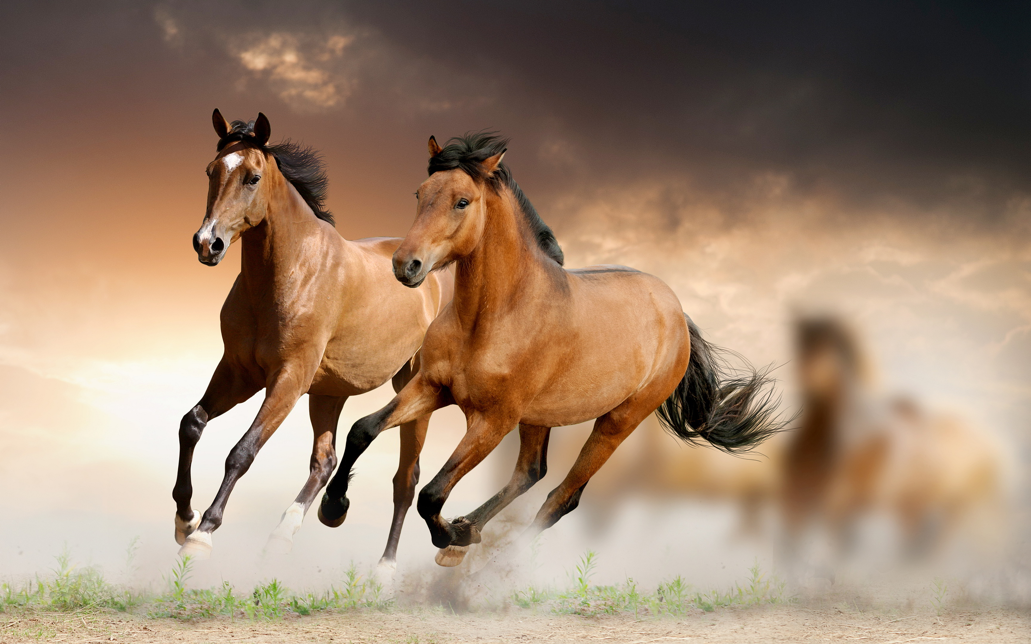 Horses Wallpapers High Quality | Download Free