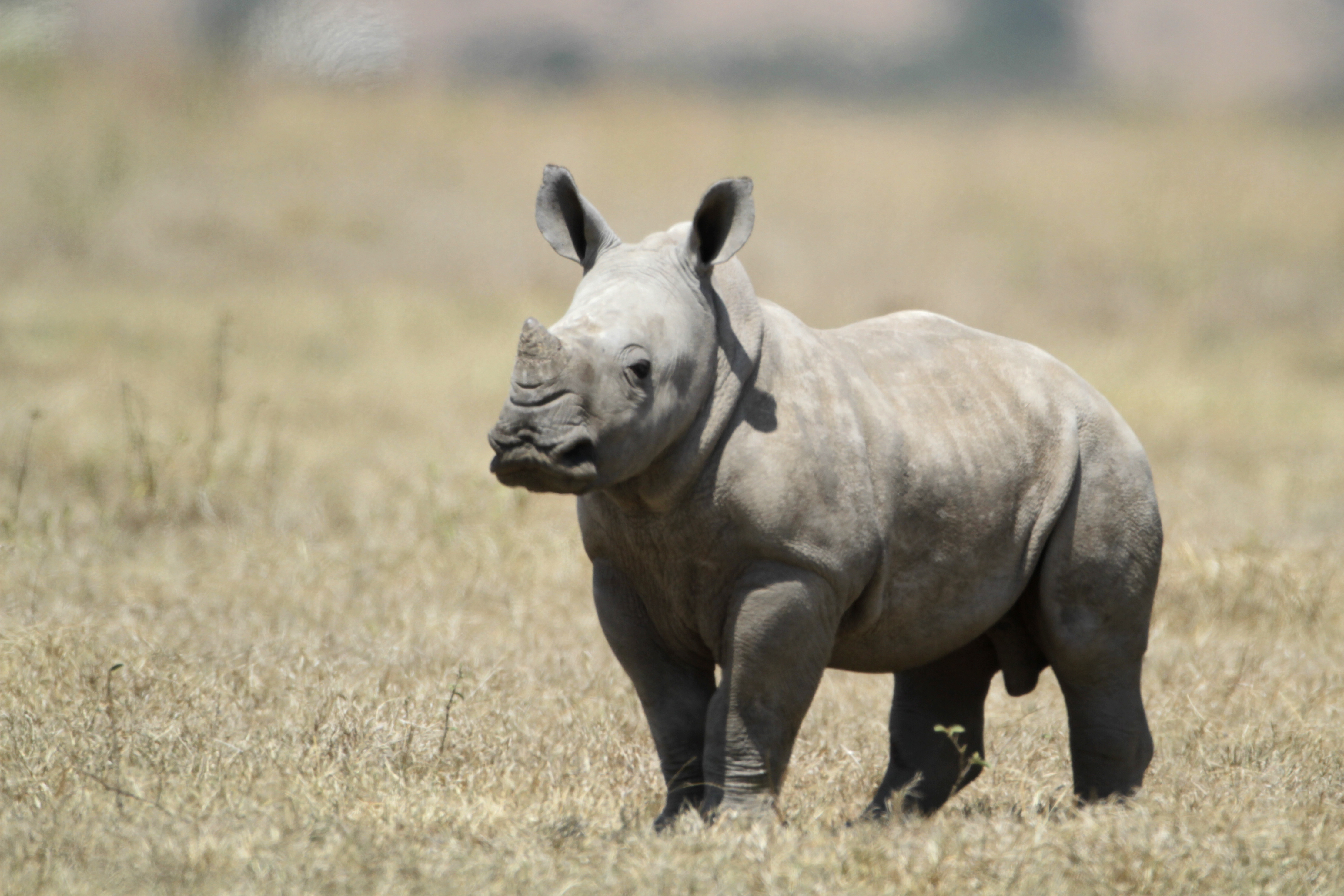 Как называют носорога. Бейби Рино носорог. Белый носорог. Белый носорог детеныш. Карликовый носорог.