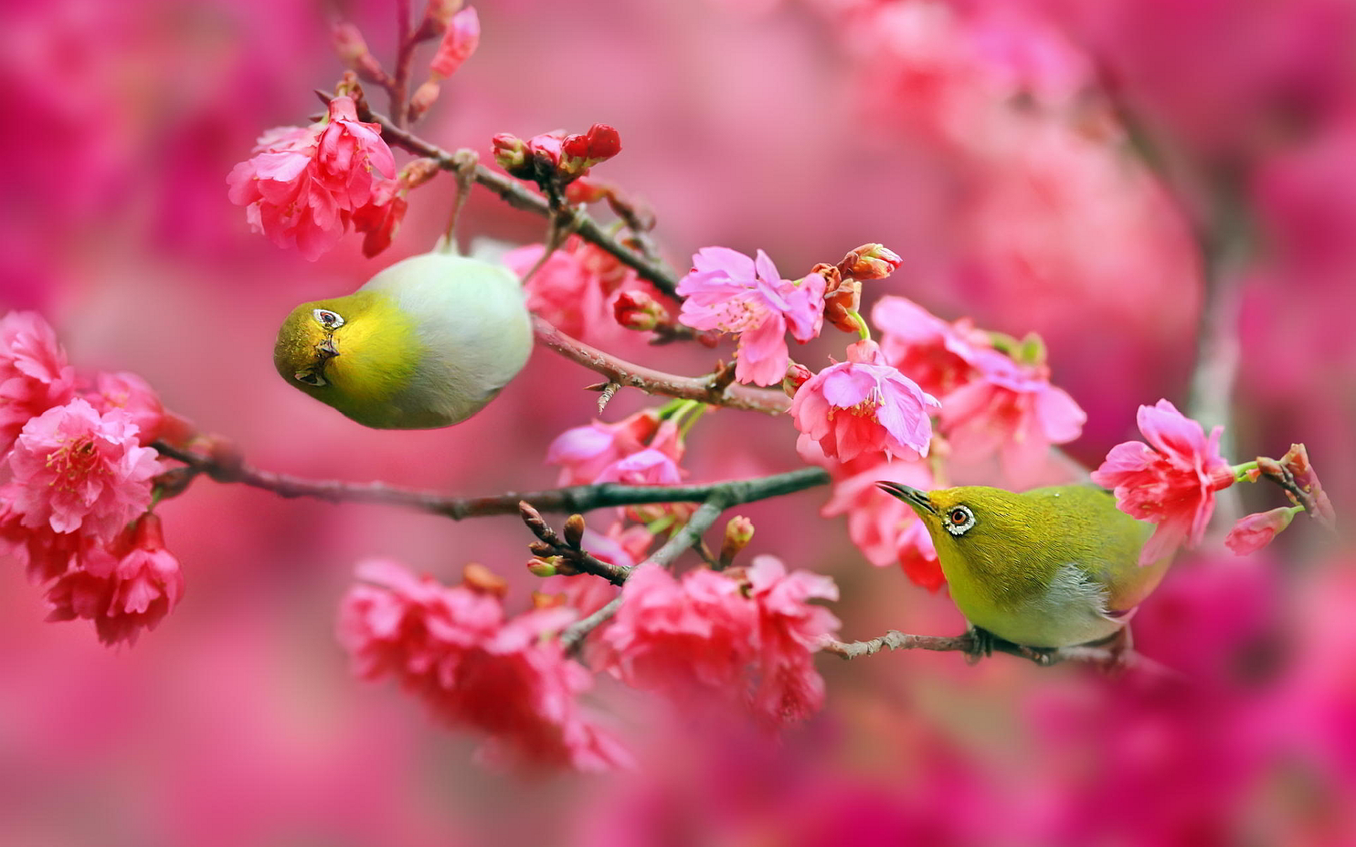 The Cherry Tree Wallpapers High Quality | Download Free