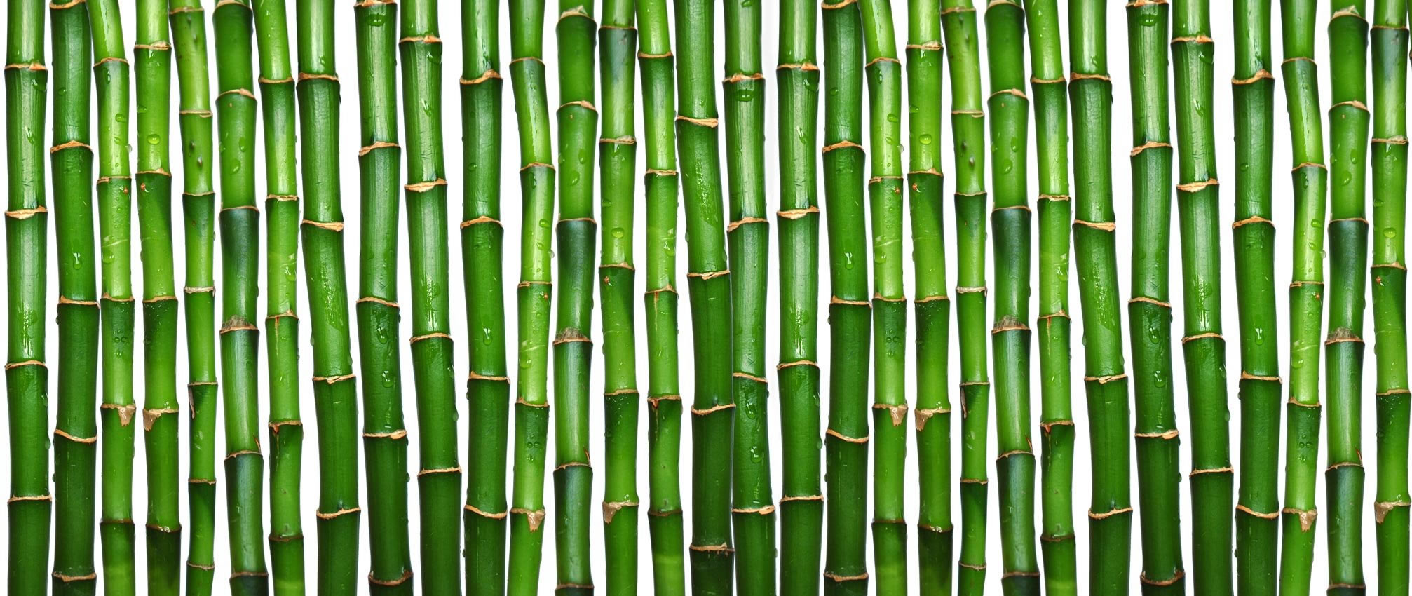 Bamboo Wallpapers High Quality | Download Free