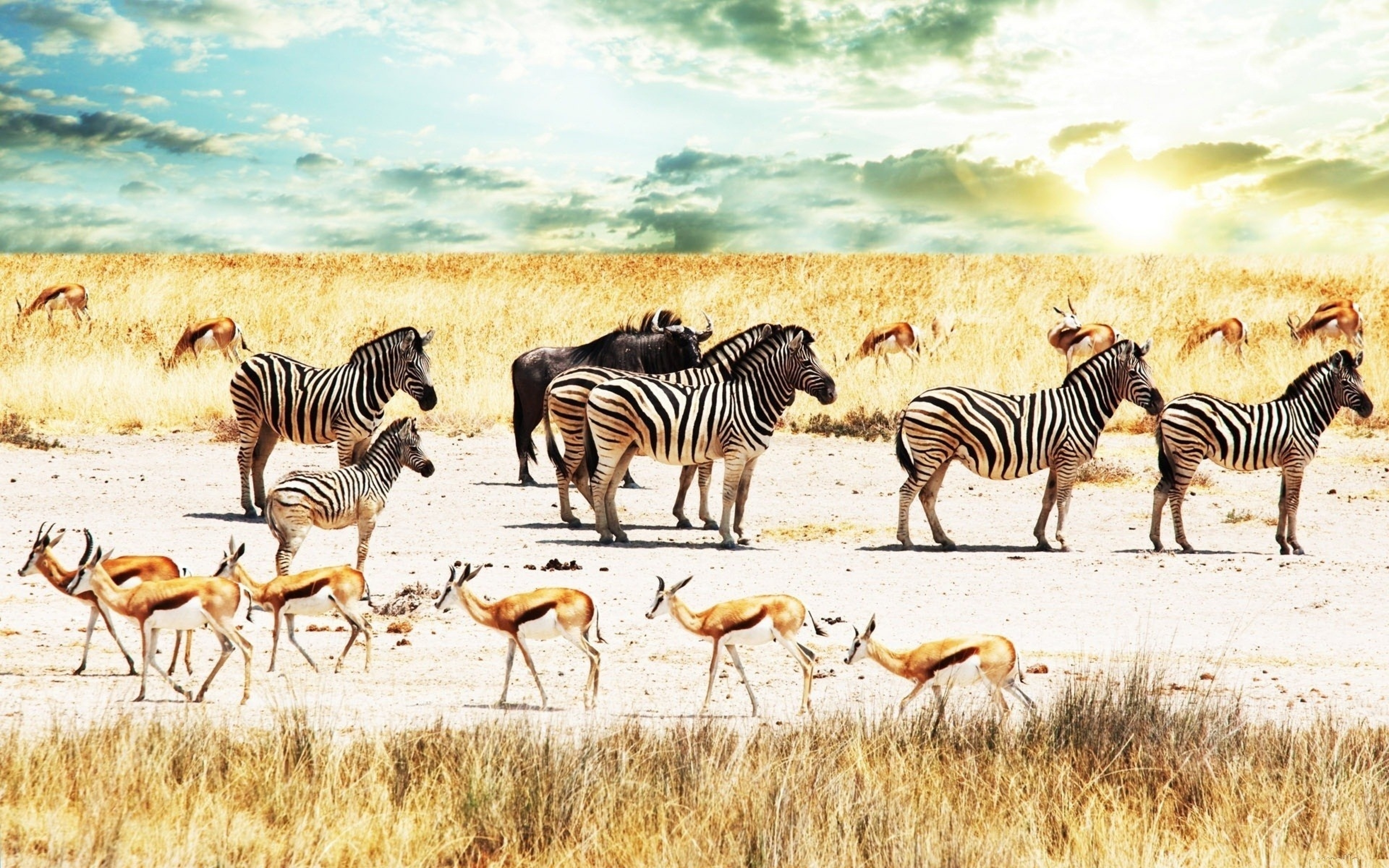 Wild life 4. Саванна сафари. Животный мир саванны в Африке. Зебры в саванне. Африка Саванна дикий мир животных.