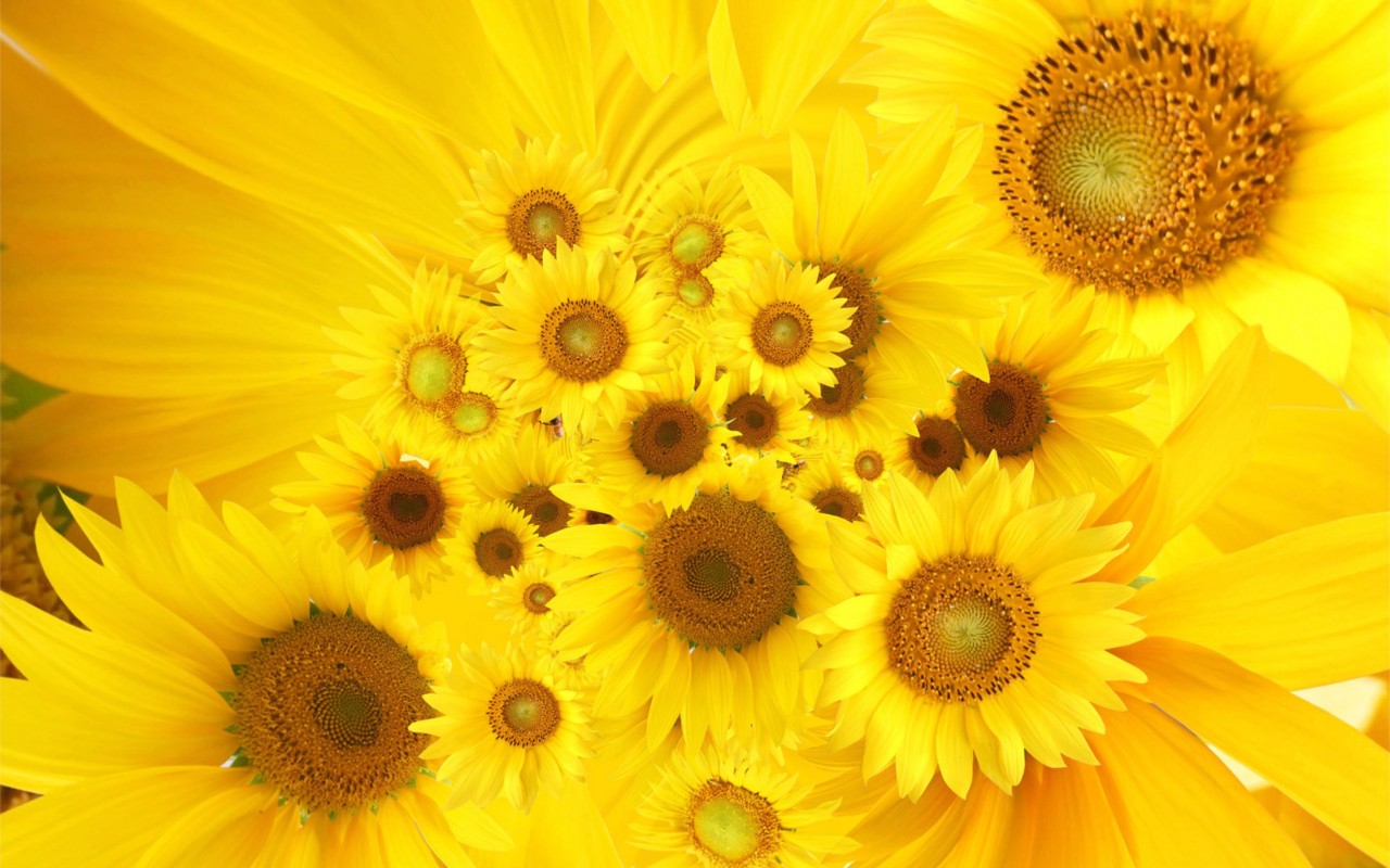 4k Sunflowers Wallpapers High Quality Download Free