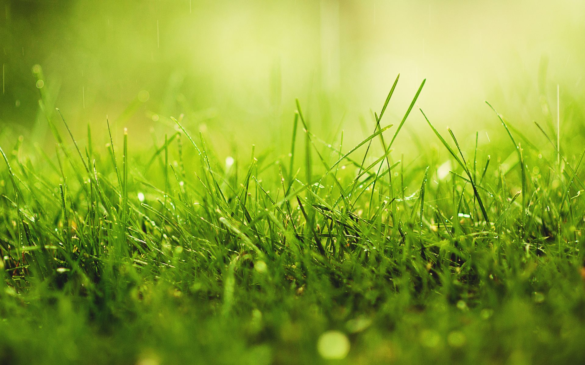 Grass Wallpapers High Quality | Download Free