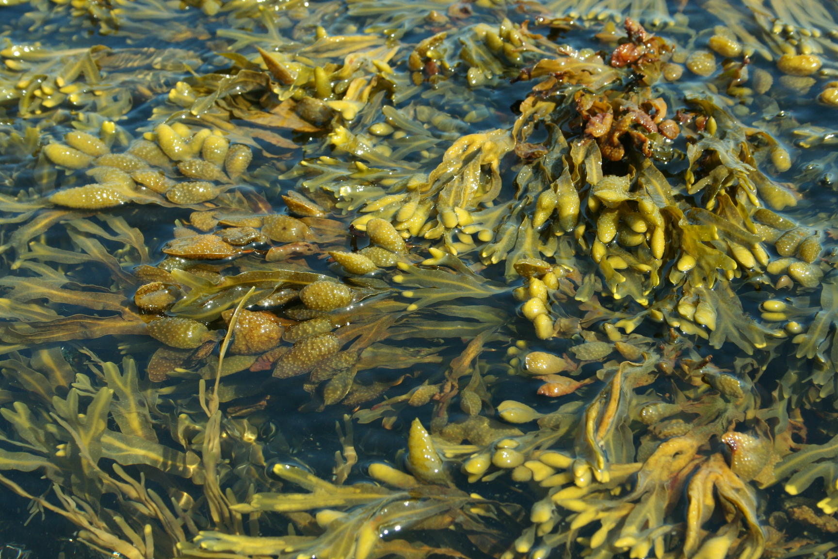 Птица водоросли. Фукусы морские водоросли. Саргассово море водоросли саргассум. Фукус саргассум. Фукус и ламинария.
