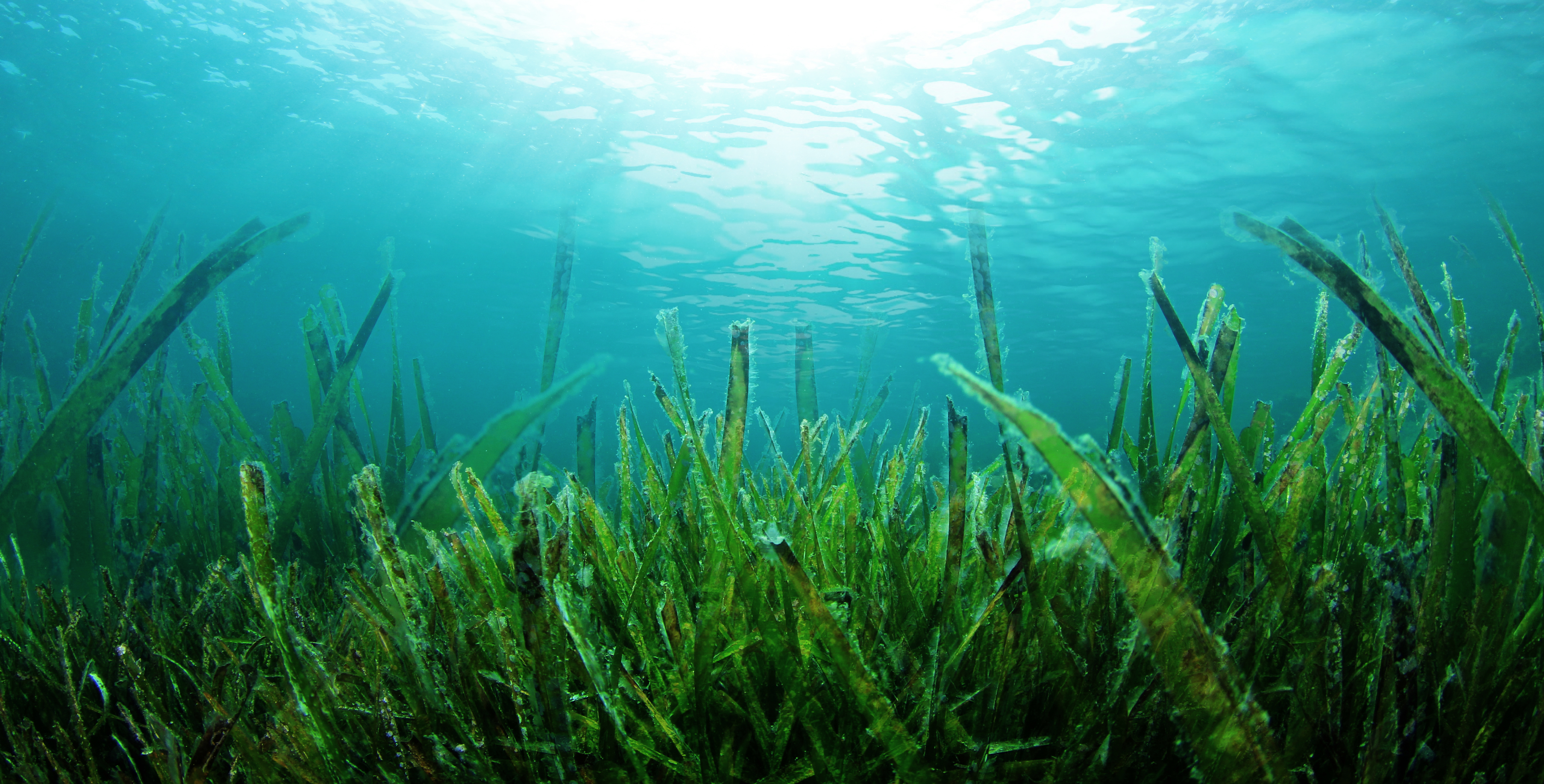 Какие водоросли глубоководные. Студариум водоросли. Морские водоросли. Речное дно. Подводные растения.