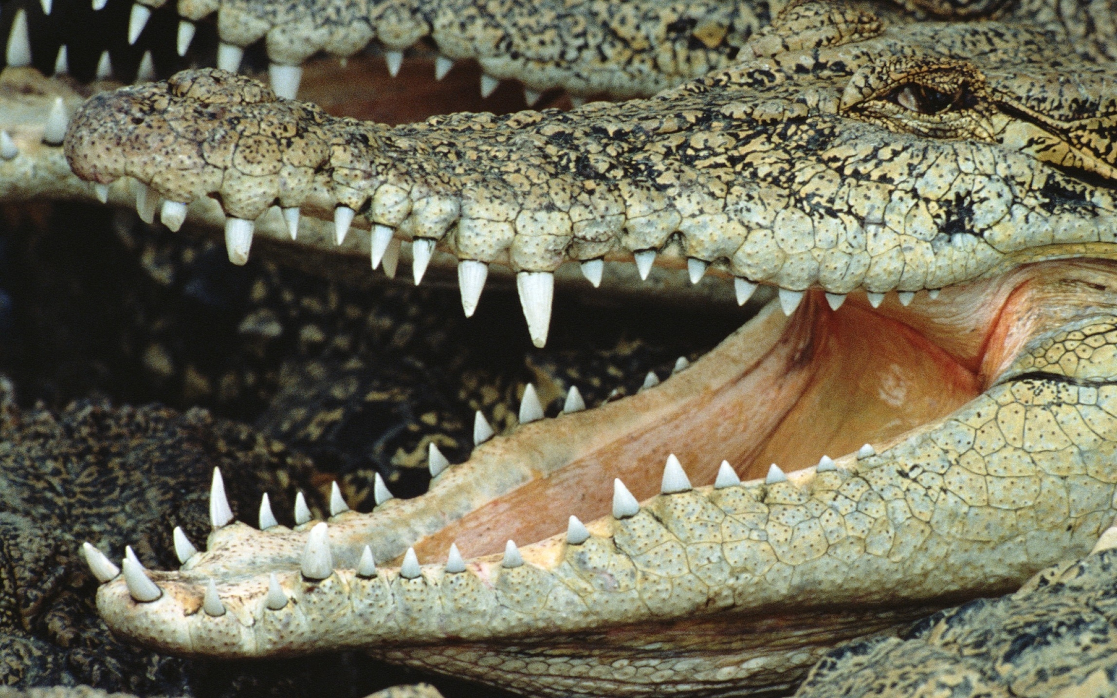 Слово пасть. Гребнистый крокодил челюсть. Гребнистый крокодил зубы. Миссисипский Аллигатор зубы. Нильский крокодил зубы.