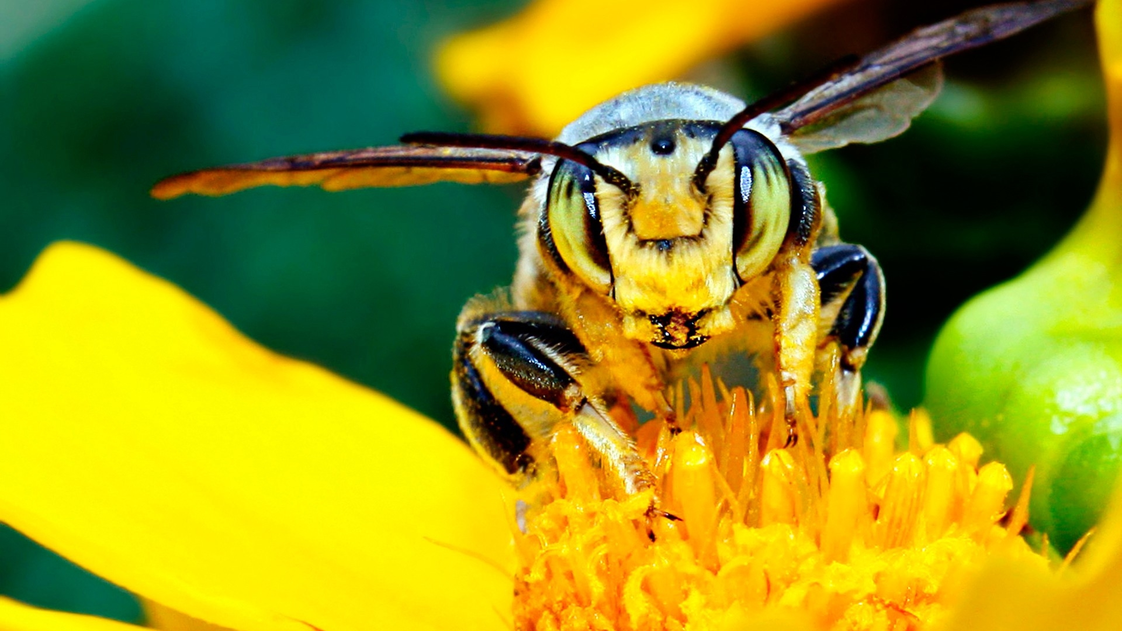 Золотой нектар. Желтая Кавказская пчела. Желтая Оса Маврикий Шершень. Пчела на цветке. Пчела мохнатоногая.