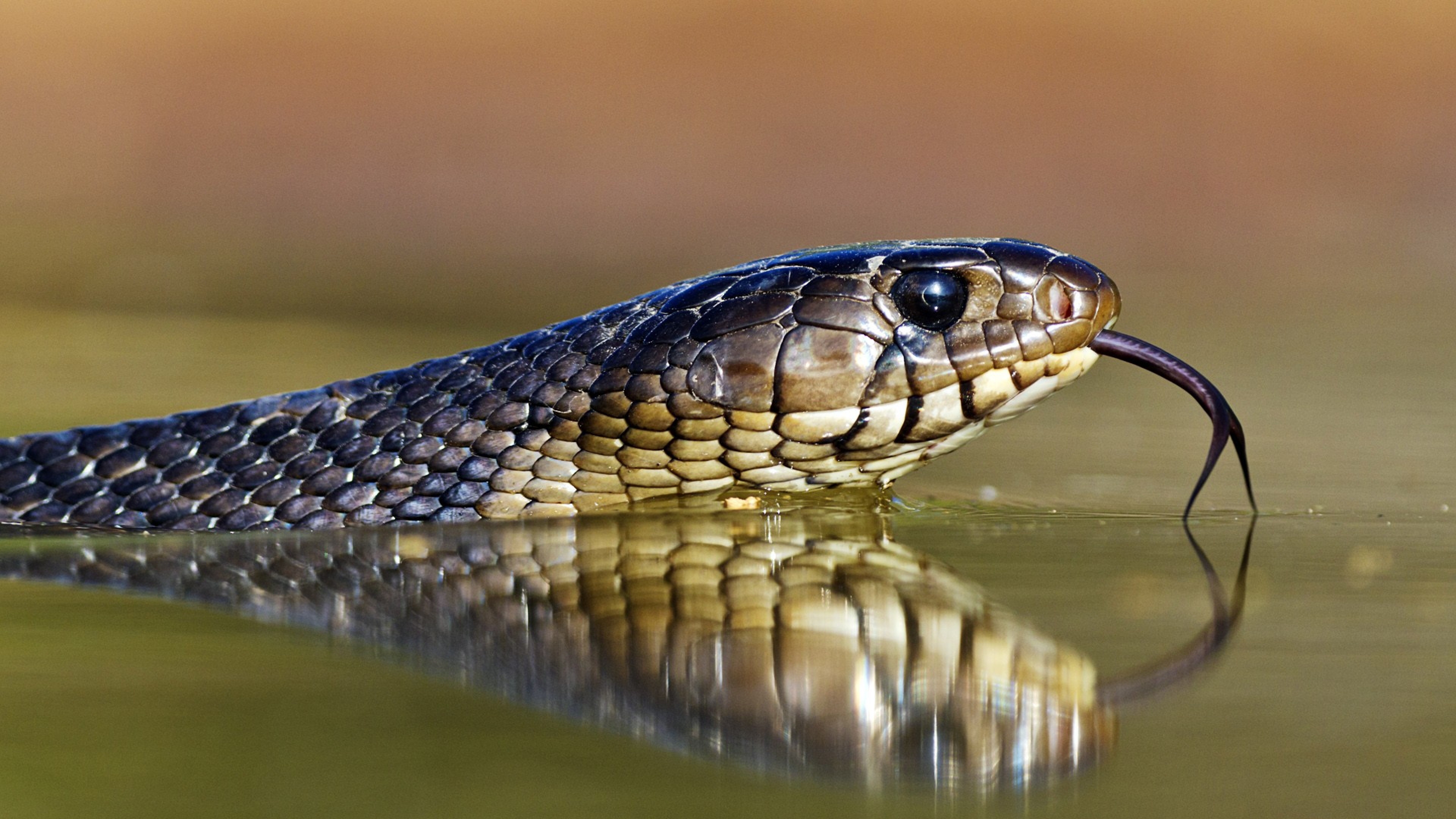 Водяная змейка. Кольчатая водяная Кобра. Мулга змея. Желтобрюх змея Анапа. Желтобрюхий полоз Анапа.