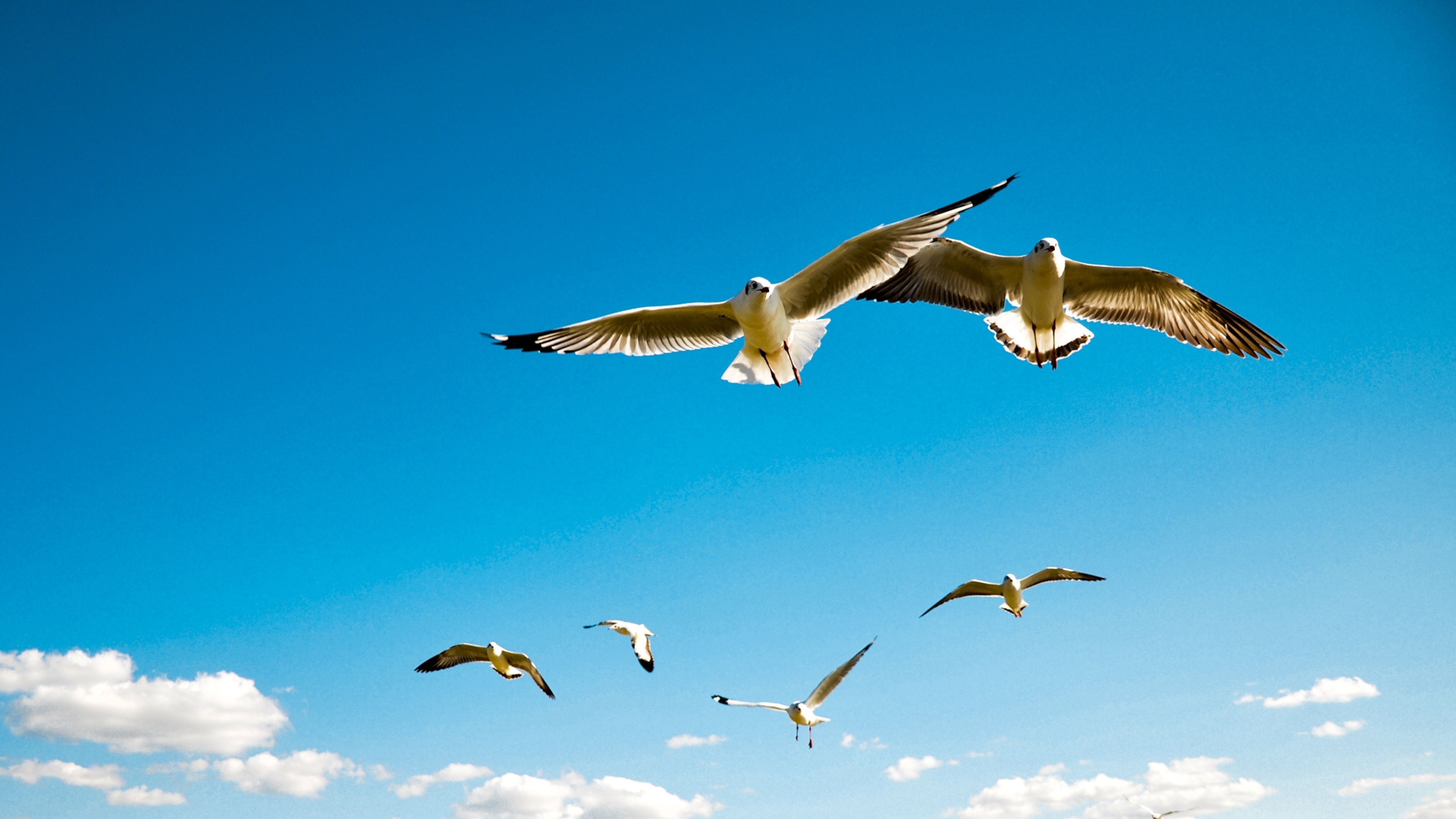 Способность птиц летать всегда. Птицы в небе. Птицы летают. Полёт птиц. Чайки в небе.
