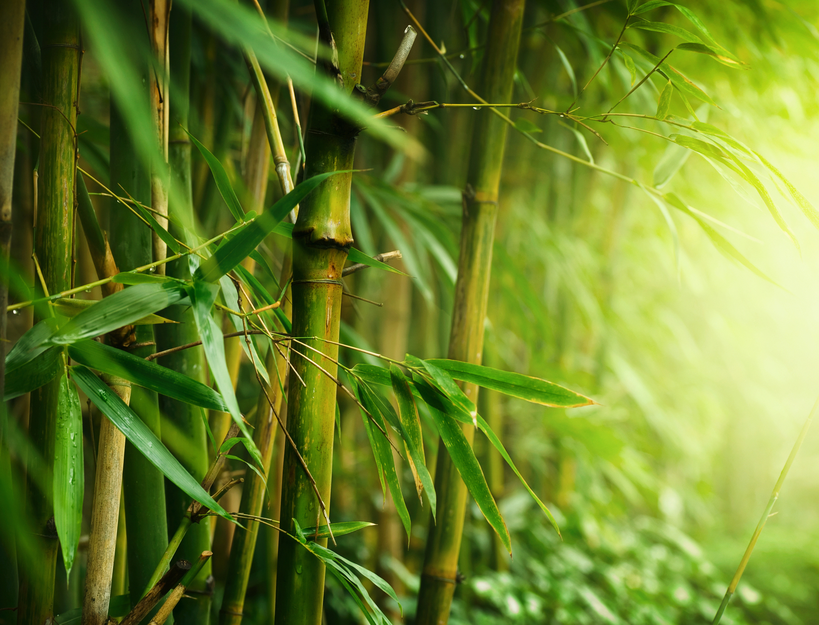 Комнатный бамбук: руководство по уходу за растением | Сад и Огород