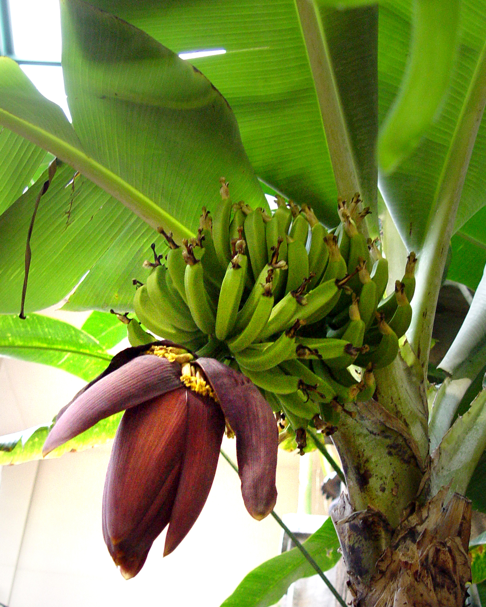 Bananas did you have. Бананы на Пальме. Агава банановое дерево. Растение банановое дерево. Банановая Пальма дерево.