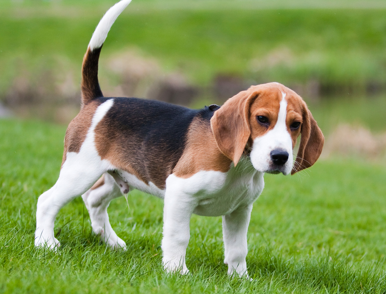 Beagle Wallpapers High Quality | Download Free