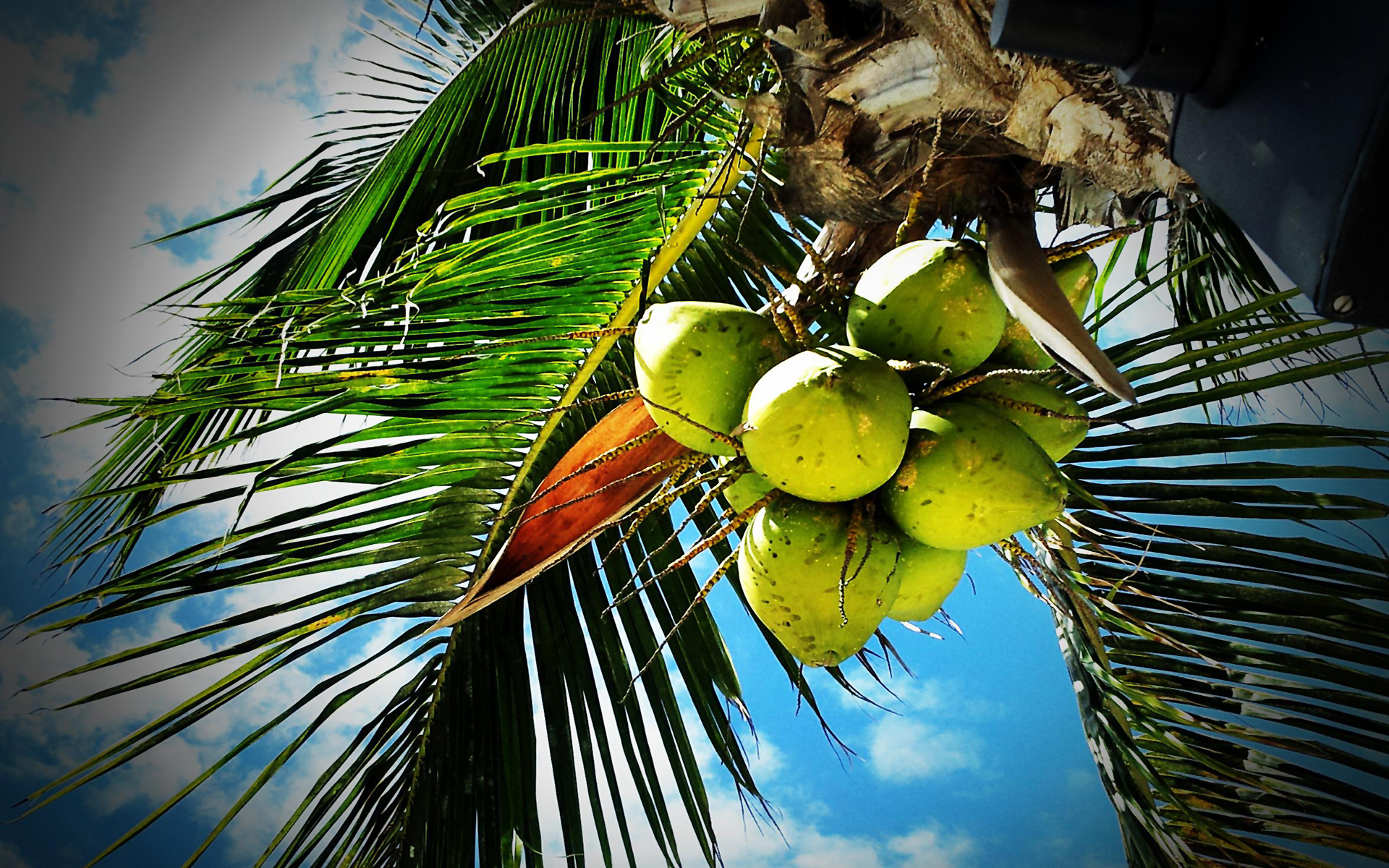 Как получить экзотическую. Coconut Palm кокосовая Пальма. Самоа кокосовая Пальма. Кокосовая Пальма ареал. Литокариум Пальма Кокос.