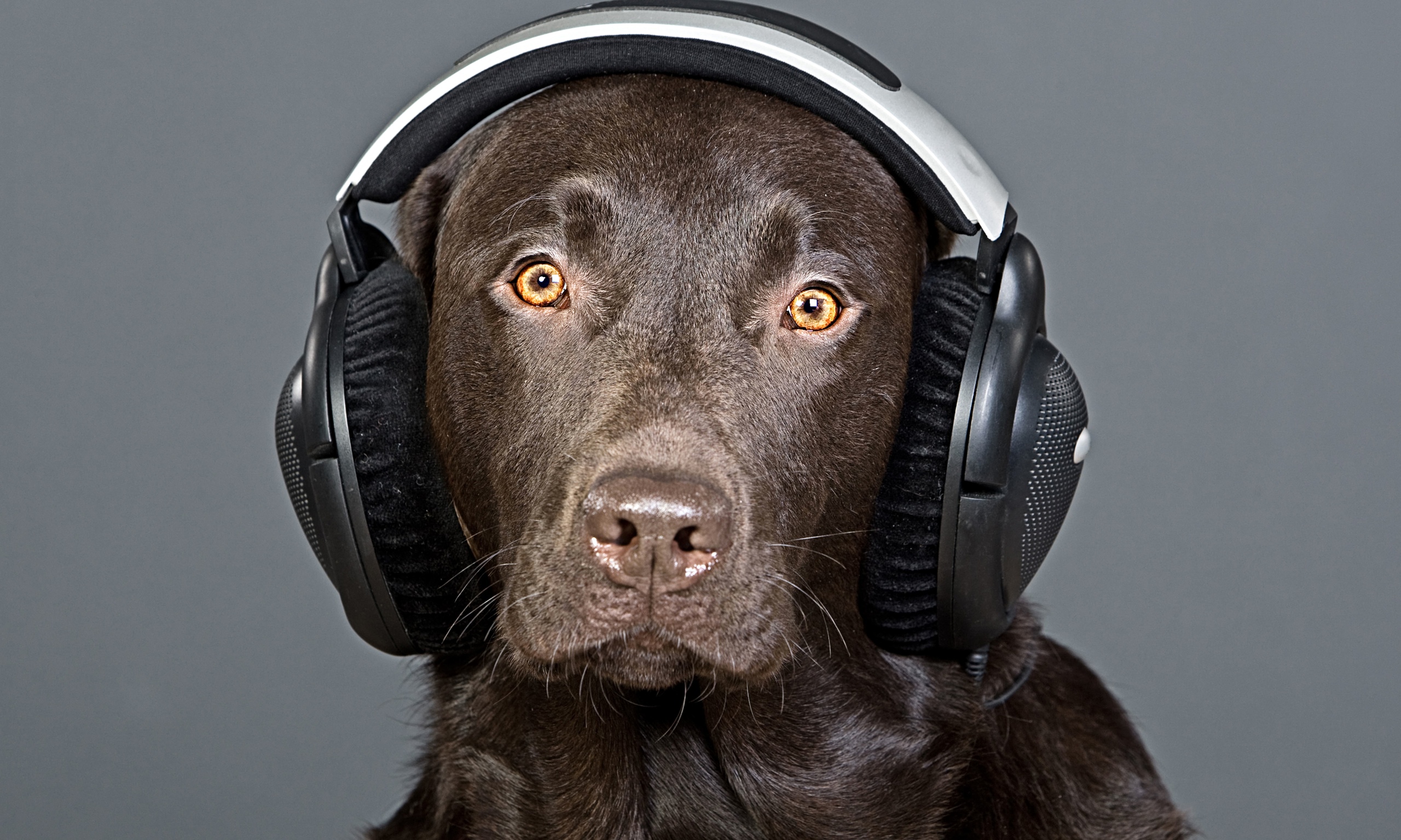 在耳机的狗听到音乐的 库存图片. 图片 包括有 声音, 宠物, 空白, 球员, 轻松, 喜悦, 滑稽, 开会 - 99718037