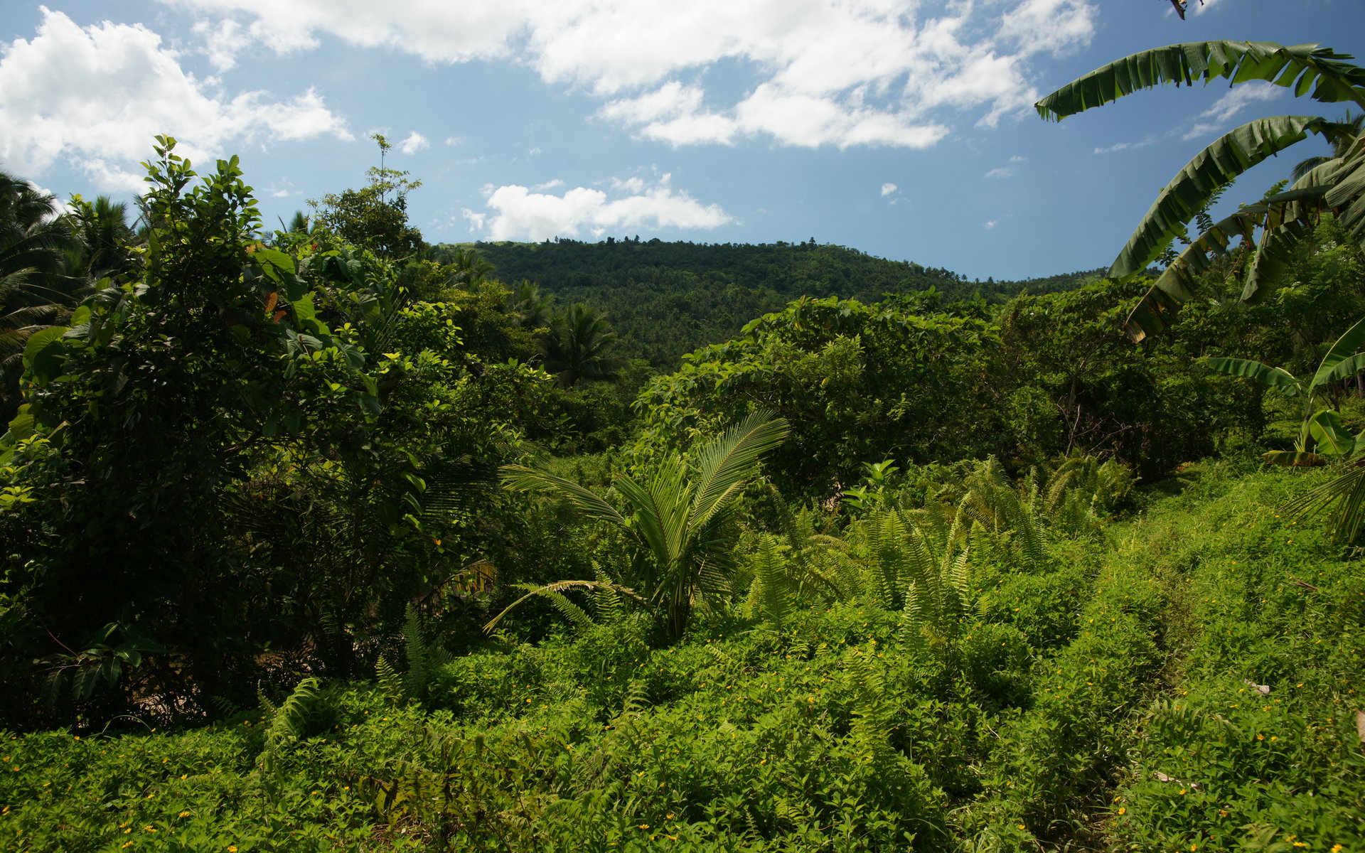 Джангл фото. Джунгли Африки. Филиппины природа джунгли. Африка природа джунгли. Панорама тропического леса.
