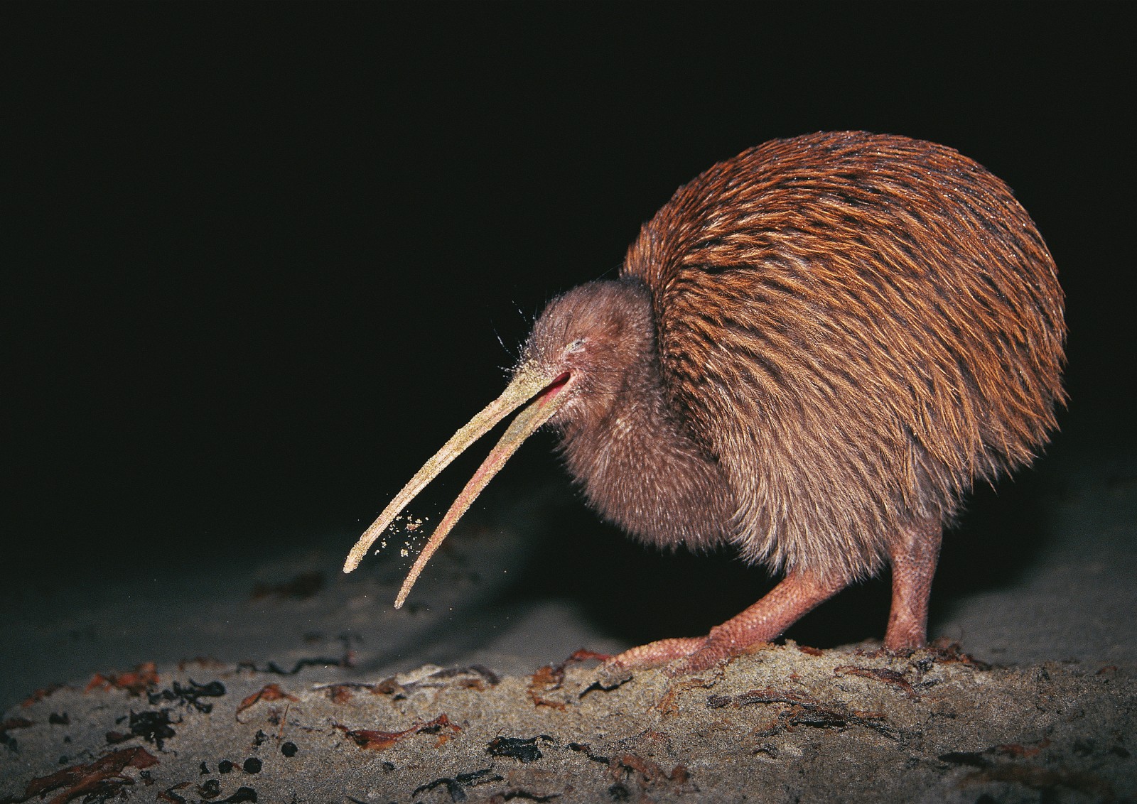 Kiwi orchestra. Нелетающая птица киви. Птица киви в новой Зеландии. Apteryx haastii. Киви птица скелет.