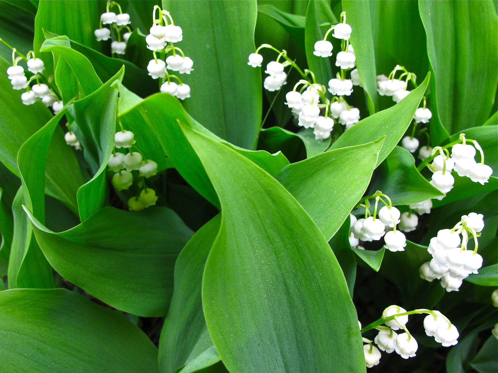Lily Of The Valley Wallpapers High Quality | Download Free
