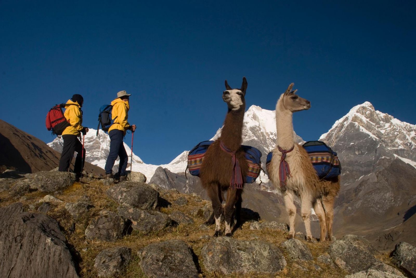 Экспедиция перу. Экотуризм в Перу. Мачу Пикчу ламы. Путешественники в Перу. Перу для туристов.