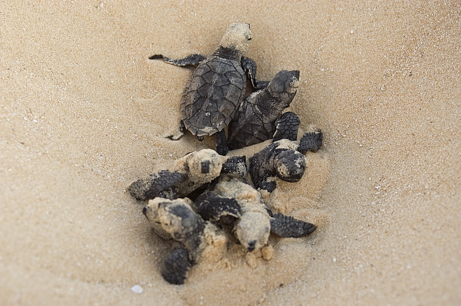 Рождения черепахи