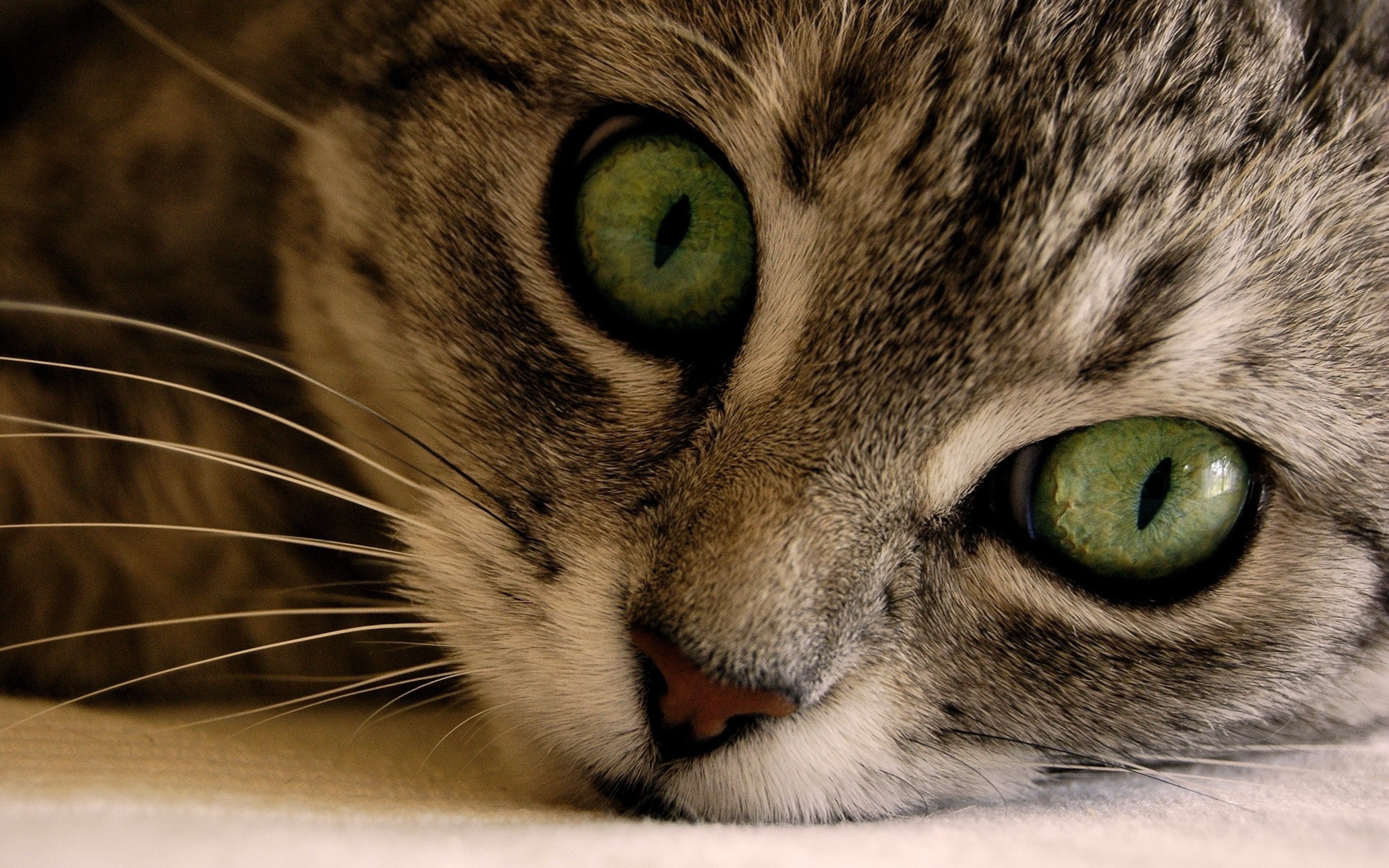 Киса под. Кошечки на рабочий стол. Красивые кошки. Картинки на рабочий стол кошки. Кошка с зелеными глазами.