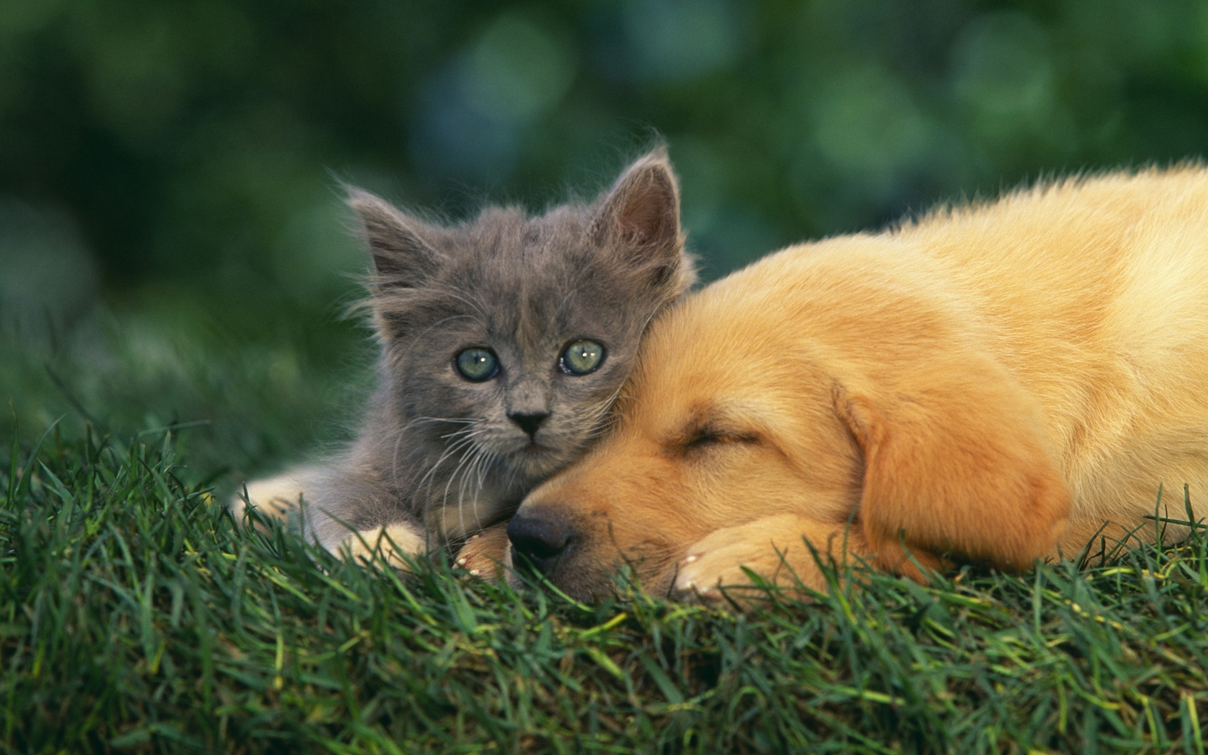 Найти любую картинку. Собачки и кошечки. Щенок и котенок. Красивые собачки и кошки. Милые котята и щенки.