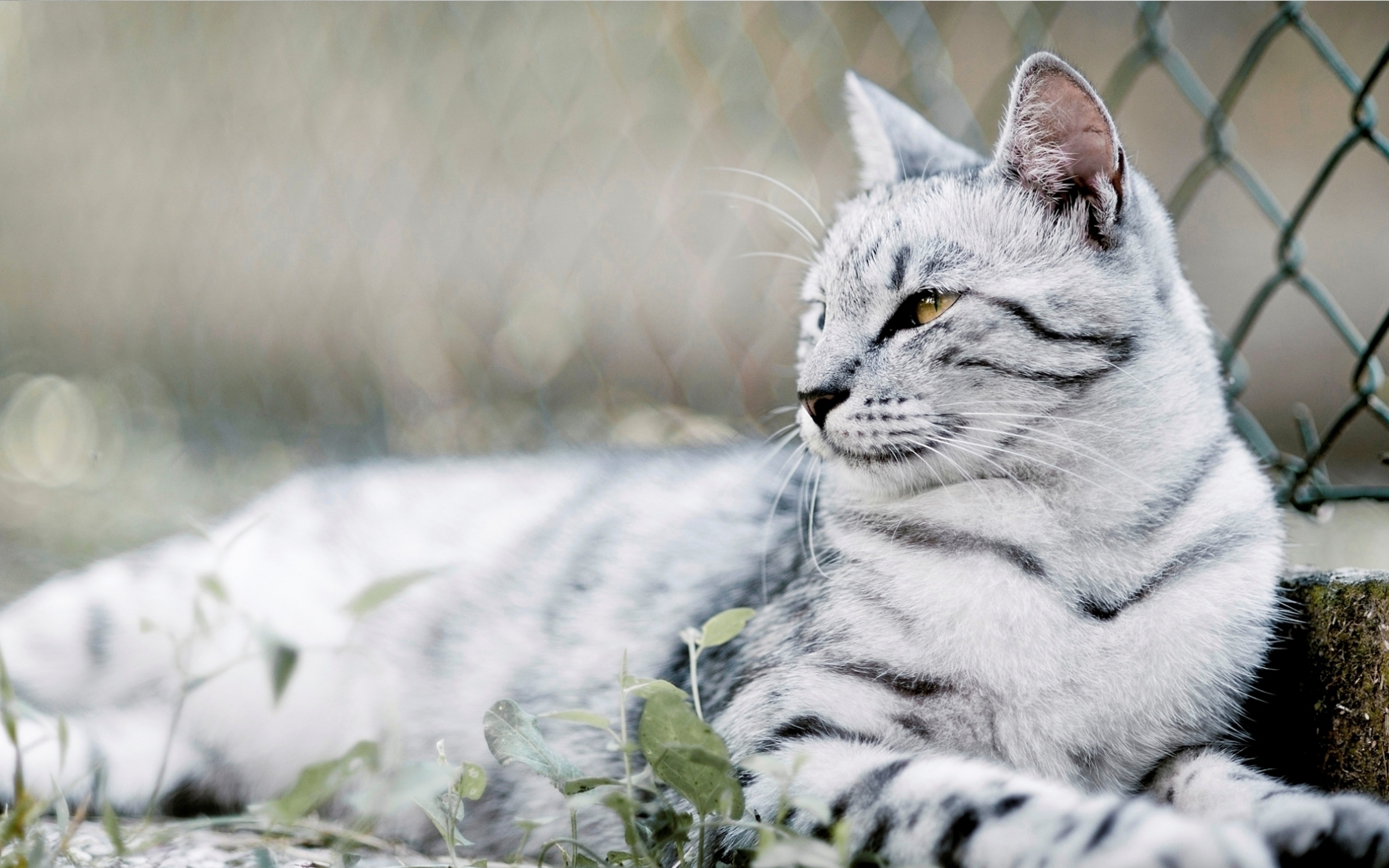 Картинка cat net. Тайгер кот серый-белый. Красивые кошки. Серая полосатая кошка. Красивая серая кошка.