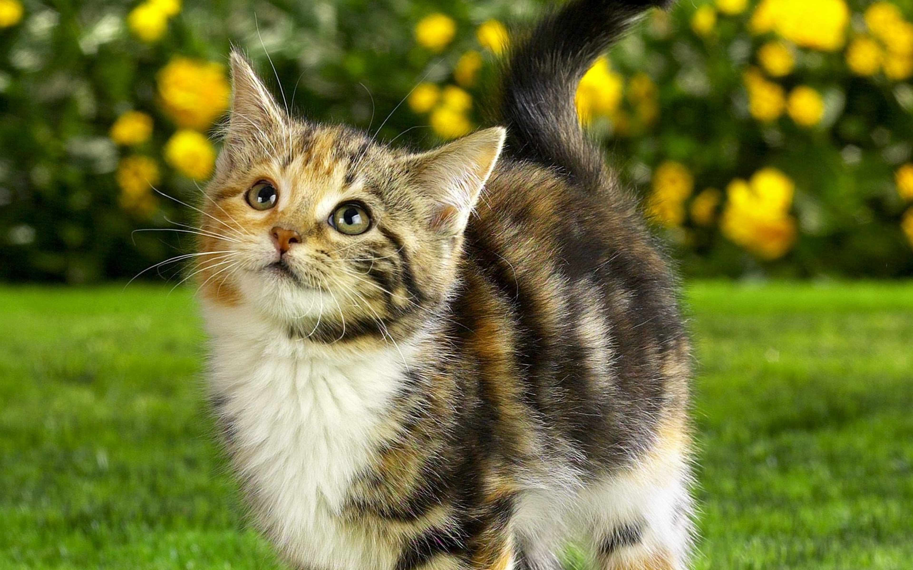 Питомцы кошечки. Калико табби окрас. Красивые котики. Красивые кошки. Домашние кошки.