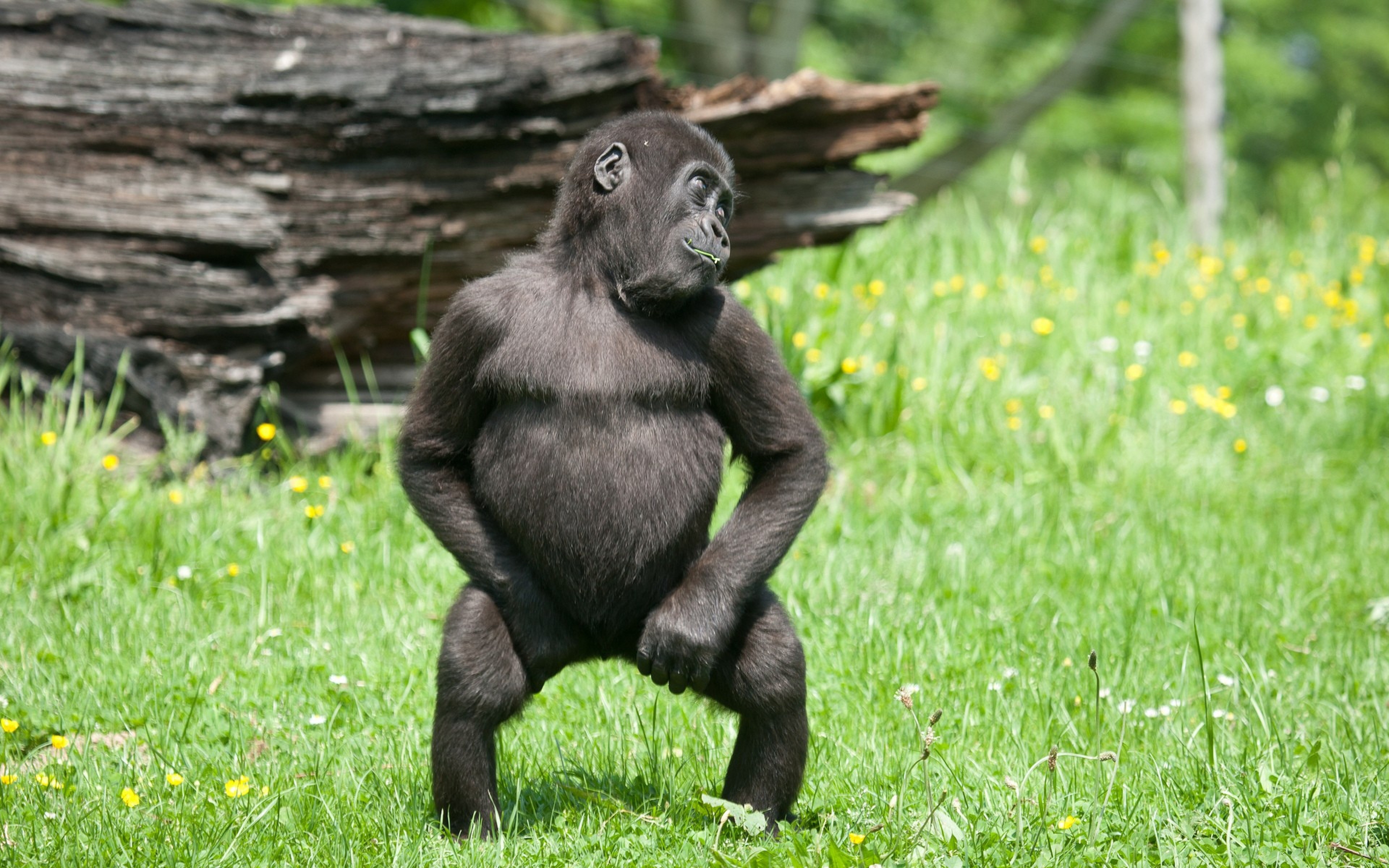 Картинки на телефон прикольные. Маймун горилла. Обезьяна танцует. Смешные животные. Забавные обезьяны.