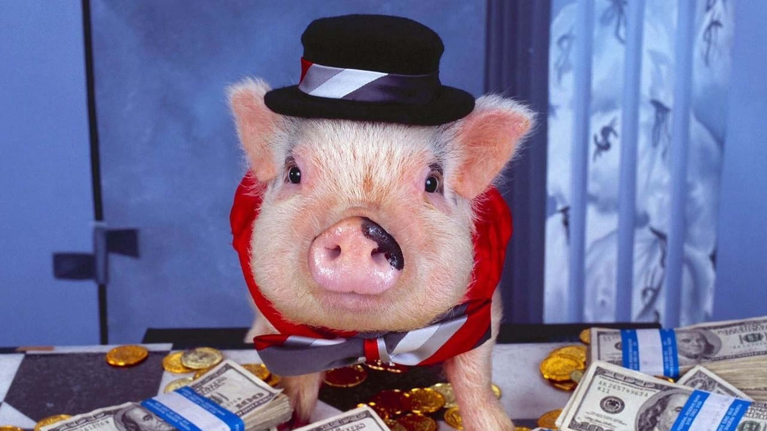 Год свиньи человек. Свинка минипиг. Свинья в Шапе. Новогодняя свинья. Рождественский поросенок.