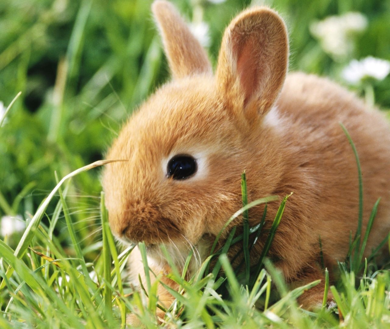 4K Rabbits Wallpapers High Quality | Download Free