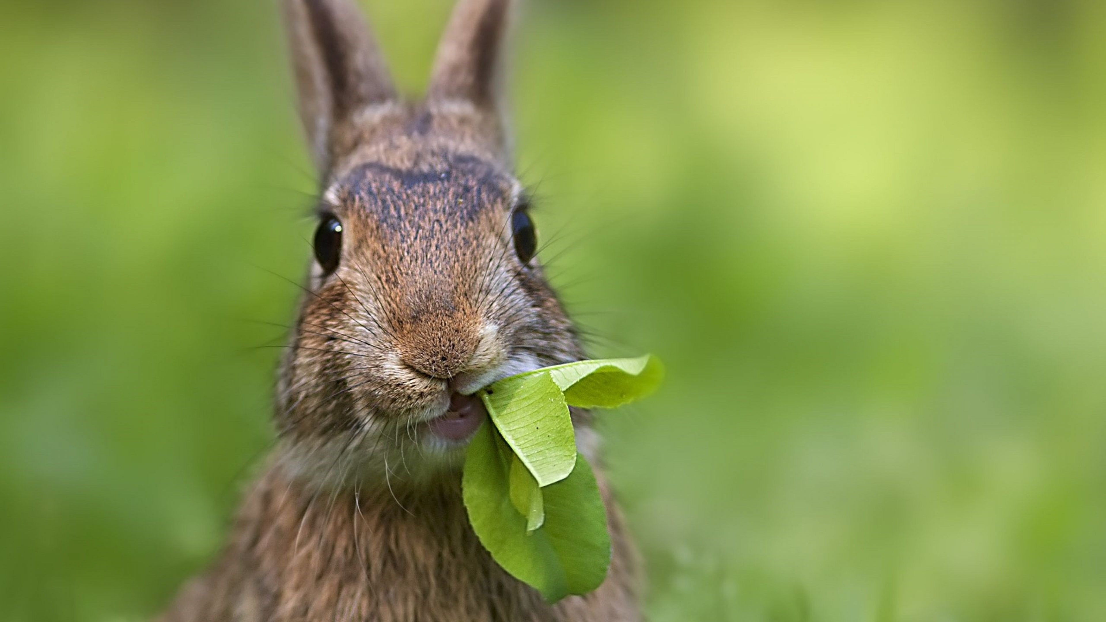 Аккуратные животные. Заяц. Кролик в траве. Картинки Зайцев. Что едят зайцы.